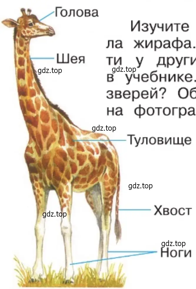 Изучите по рисунку строение тела жирафа - окружающий мир 2 класс Плешаков