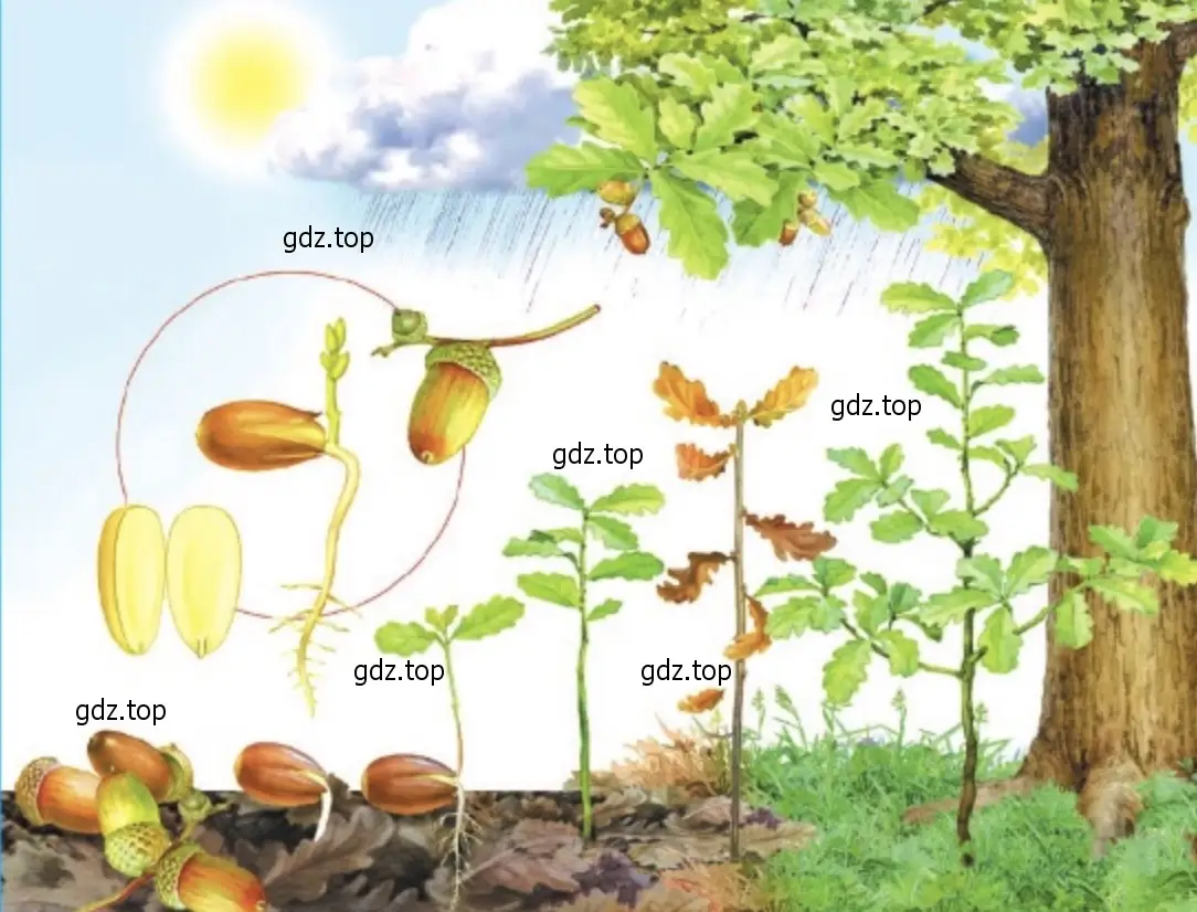 Проследите по рисунку жизнь растения. - окружающий мир 2 класс Плешаков