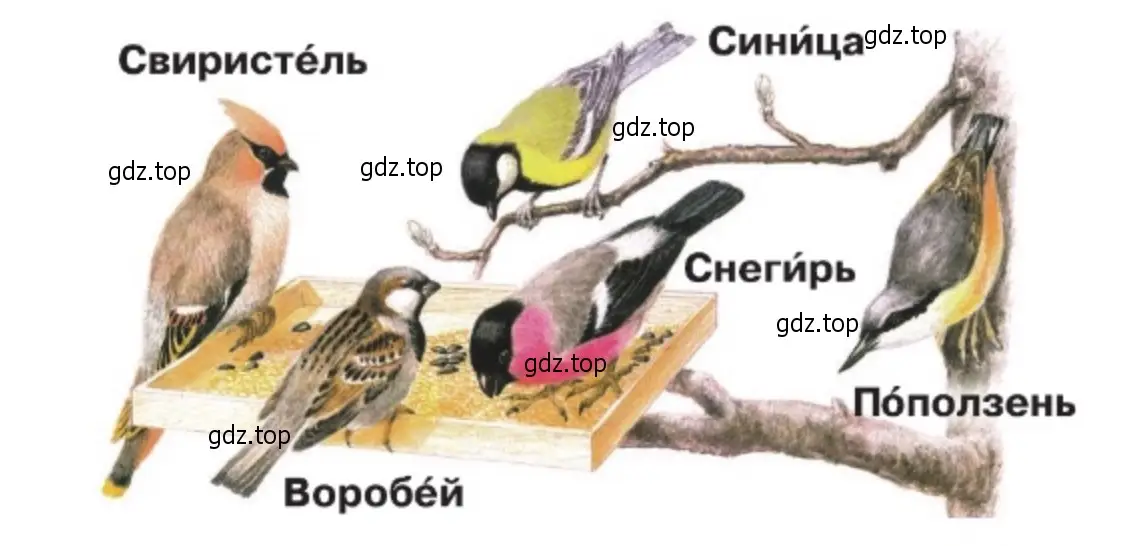 Рассмотрите птиц на рисунке. - окружающий мир 2 класс Плешаков