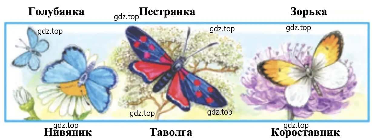 Определите цветы и бабочек, которые изображены на рисунке. - окружающий мир 1 класс Плешаков