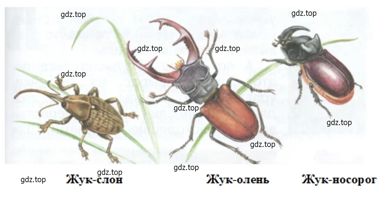 Каких зверей напоминают эти насекомые? - окружающий мир 1 класс Плешаков