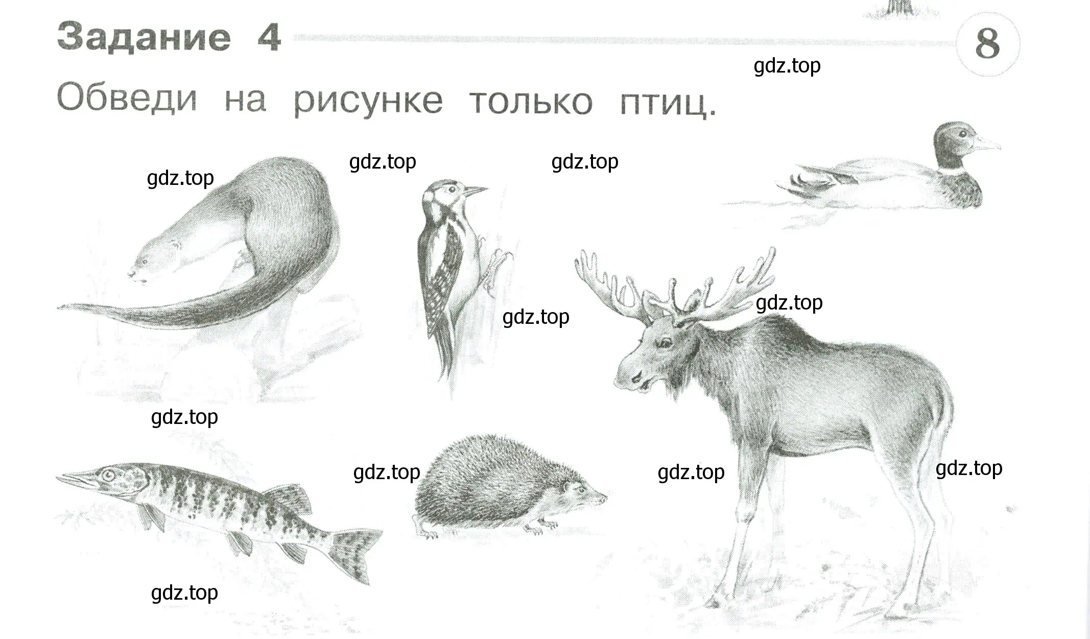 Условие номер 4 (страница 8) гдз по окружающему миру 1 класс Плешаков, Плешаков, проверочные работы