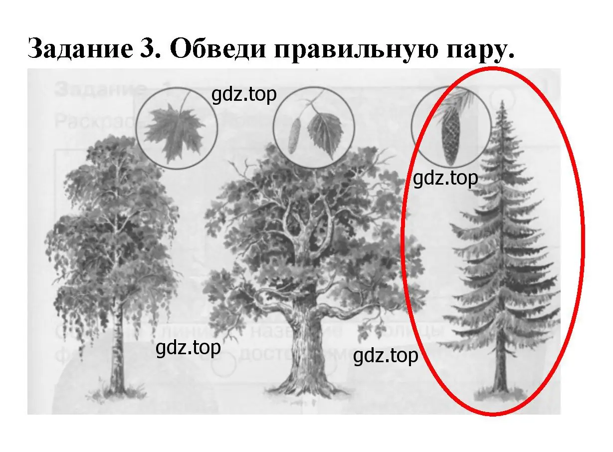 Решение номер 3 (страница 5) гдз по окружающему миру 1 класс Плешаков, Плешаков, проверочные работы