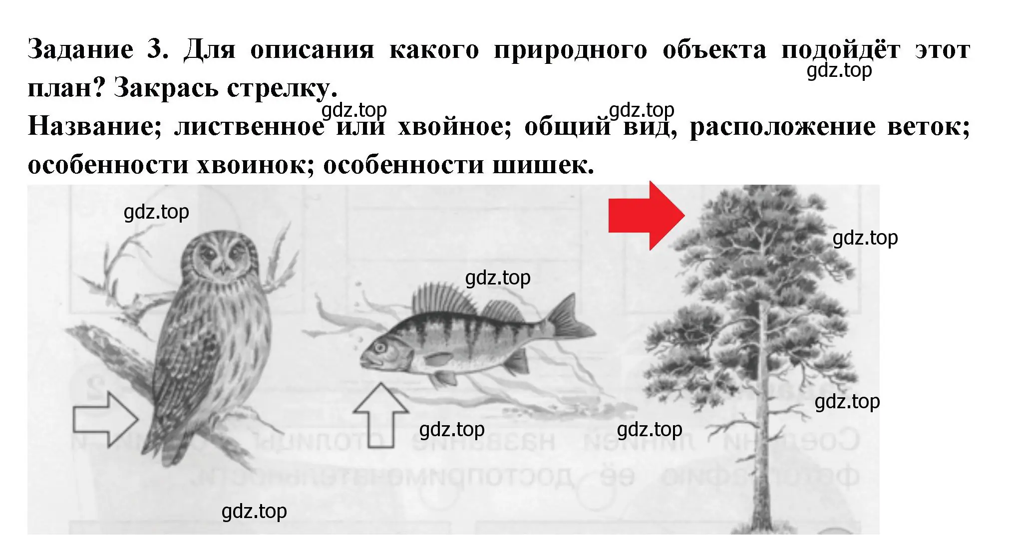 Решение номер 3 (страница 8) гдз по окружающему миру 1 класс Плешаков, Плешаков, проверочные работы