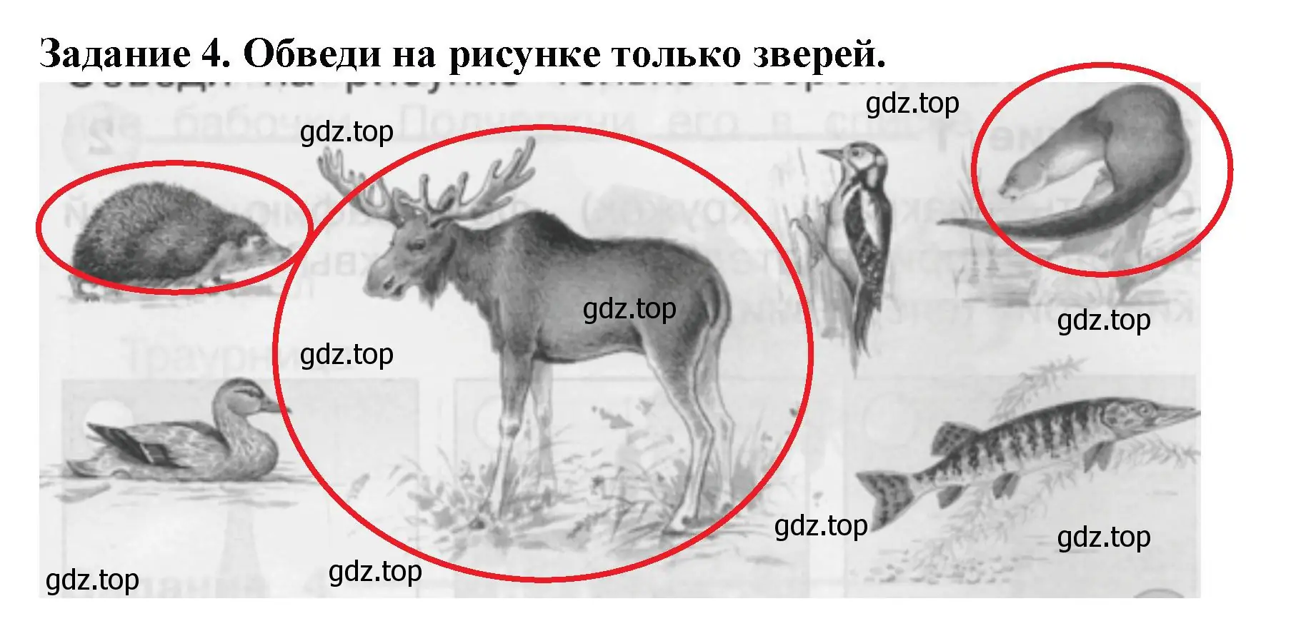 Решение номер 4 (страница 11) гдз по окружающему миру 1 класс Плешаков, Плешаков, проверочные работы