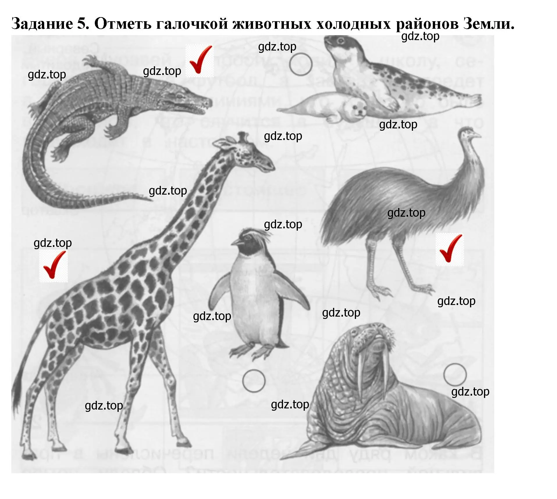 Решение номер 5 (страница 36) гдз по окружающему миру 1 класс Плешаков, Плешаков, проверочные работы