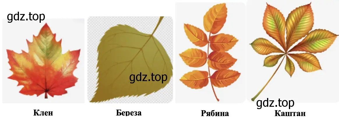 Нарисуйте листья деревьев, которые вы определили. - окружающий мир 1 класс Плешаков