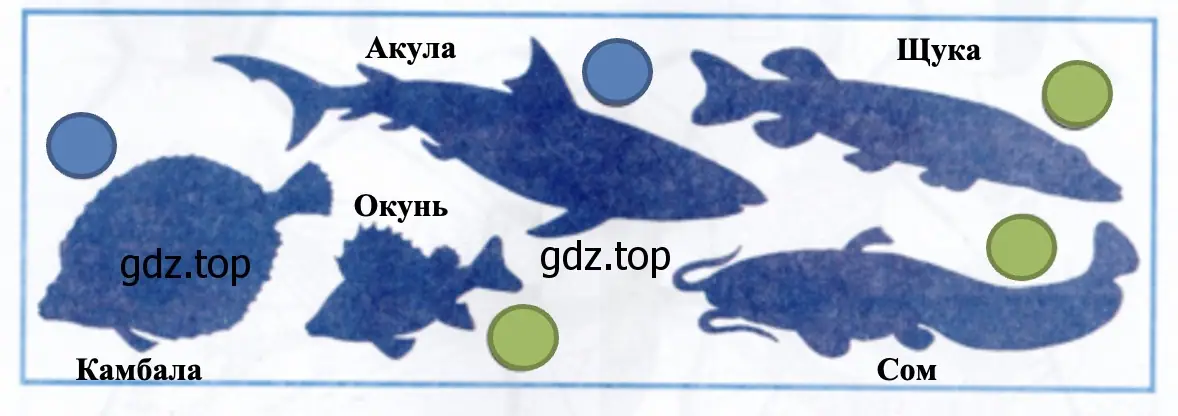 Узнай рыб по силуэтам. - окружающий мир 1 класс Плешаков