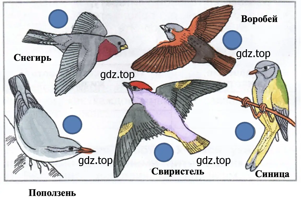 Определи птиц на этом рисунке. - окружающий мир 1 класс Плешаков