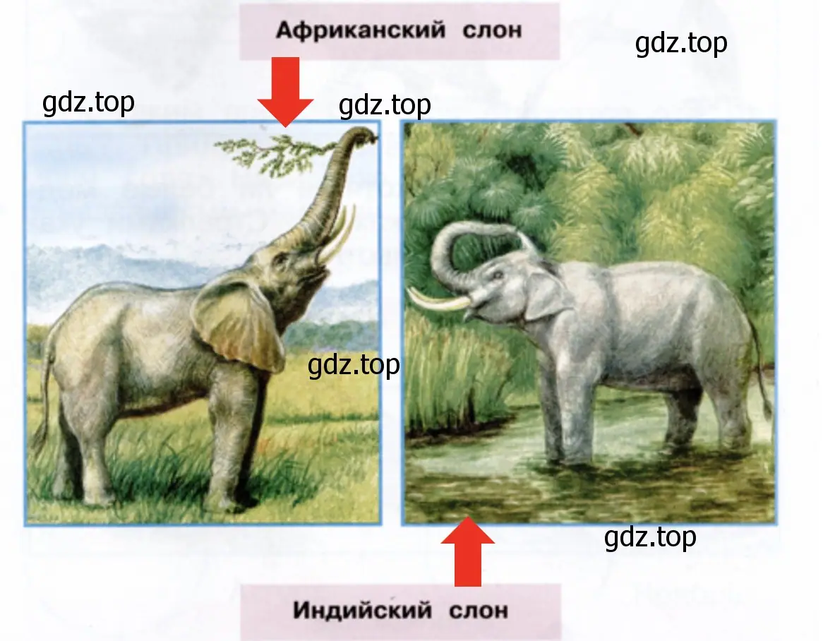 Определи, какой из этих слонов африканский, а какой — индийский. - окружающий мир 1 класс Плешаков