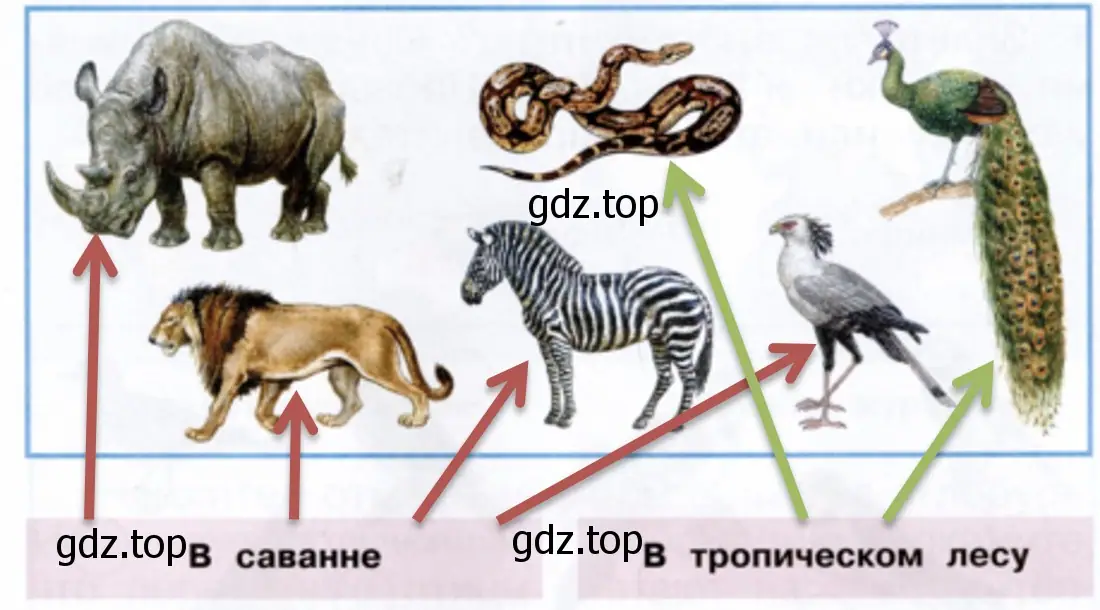 Укажи стрелками, где живут эти животные. - окружающий мир 1 класс Плешаков