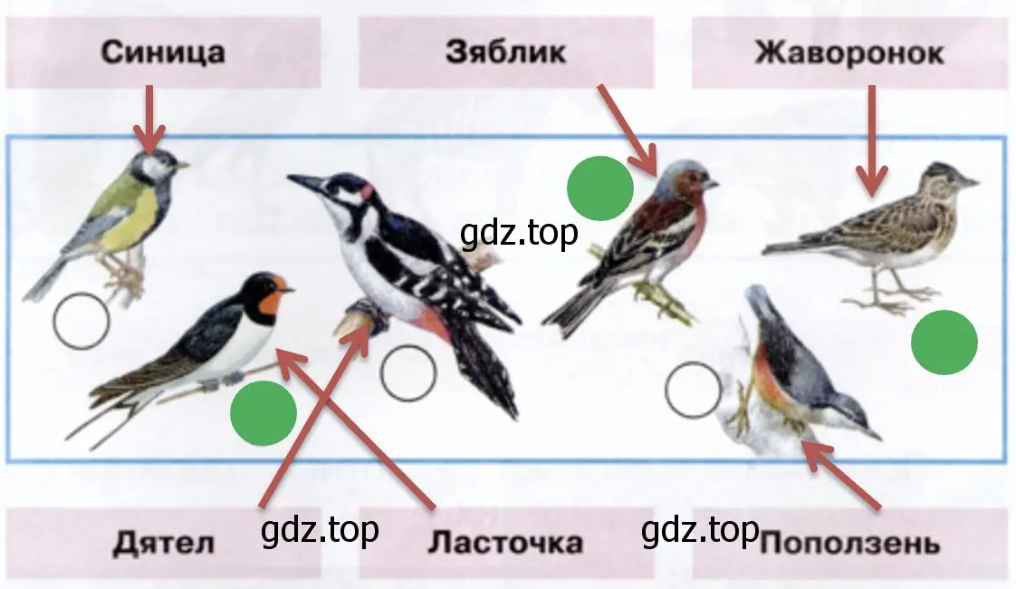 Знаете ли вы этих птиц? - окружающий мир 1 класс Плешаков