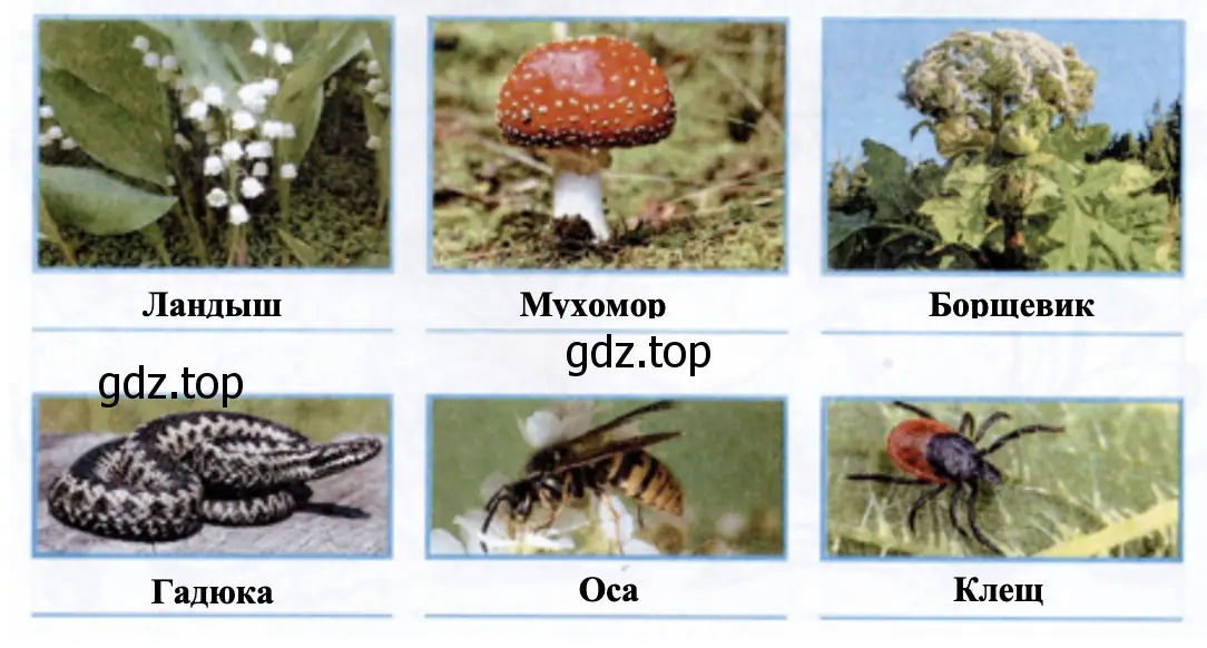 Как называются эти растения, гриб и животные? - окружающий мир 1 класс Плешаков