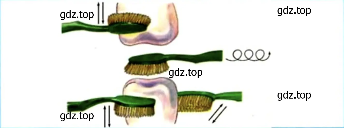 Покажи стрелками движения зубной щётки при чистке зубов. - окружающий мир 1 класс Плешаков