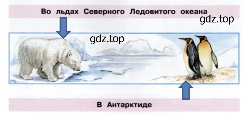 Стрелками укажите, где живут эти животные. - окружающий мир 1 класс Плешаков