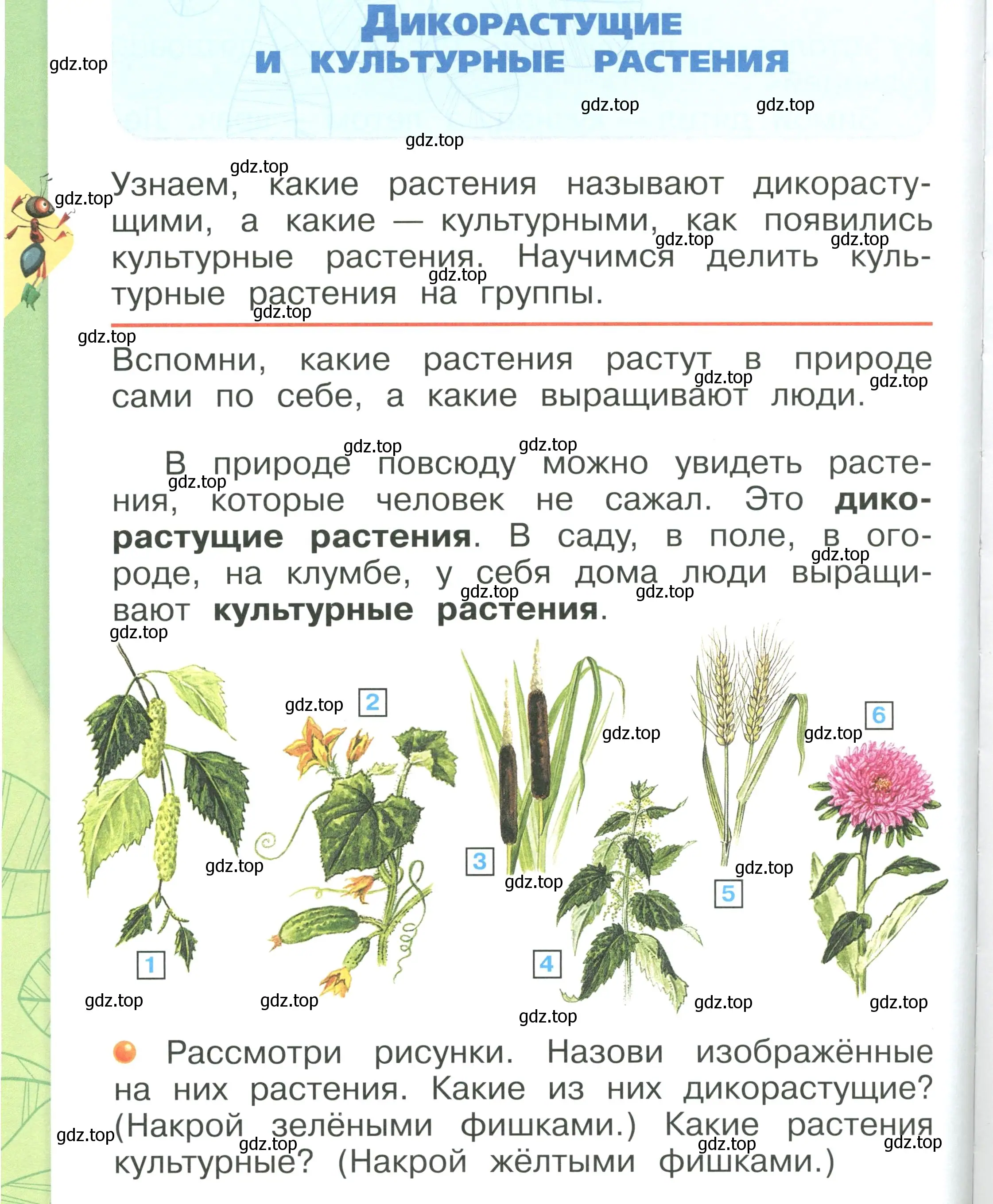 Условие номер 116 (страница 116) гдз по окружающему миру 1 класс Плешаков, учебник 1 часть