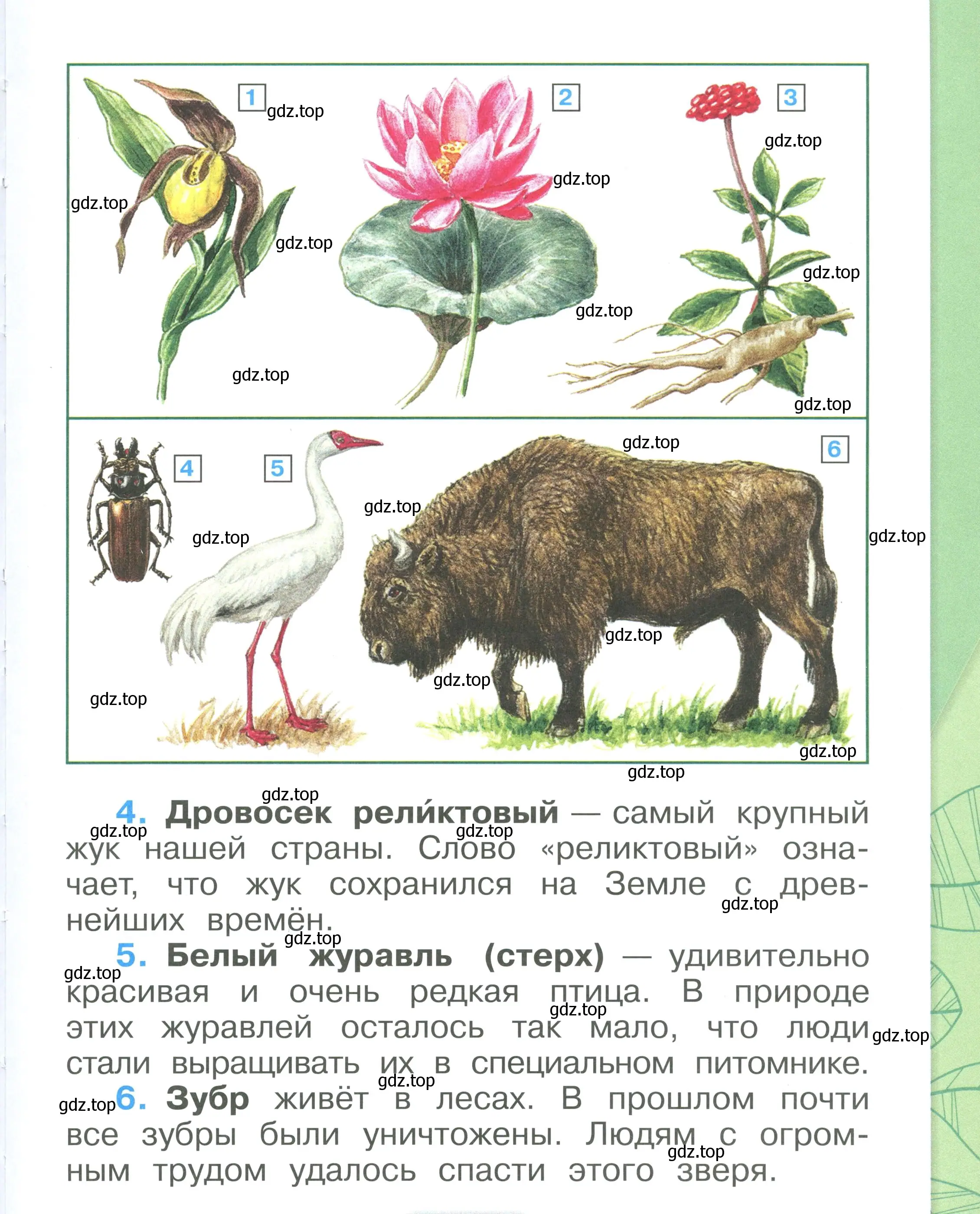 Условие номер 13 (страница 13) гдз по окружающему миру 1 класс Плешаков, учебник 2 часть