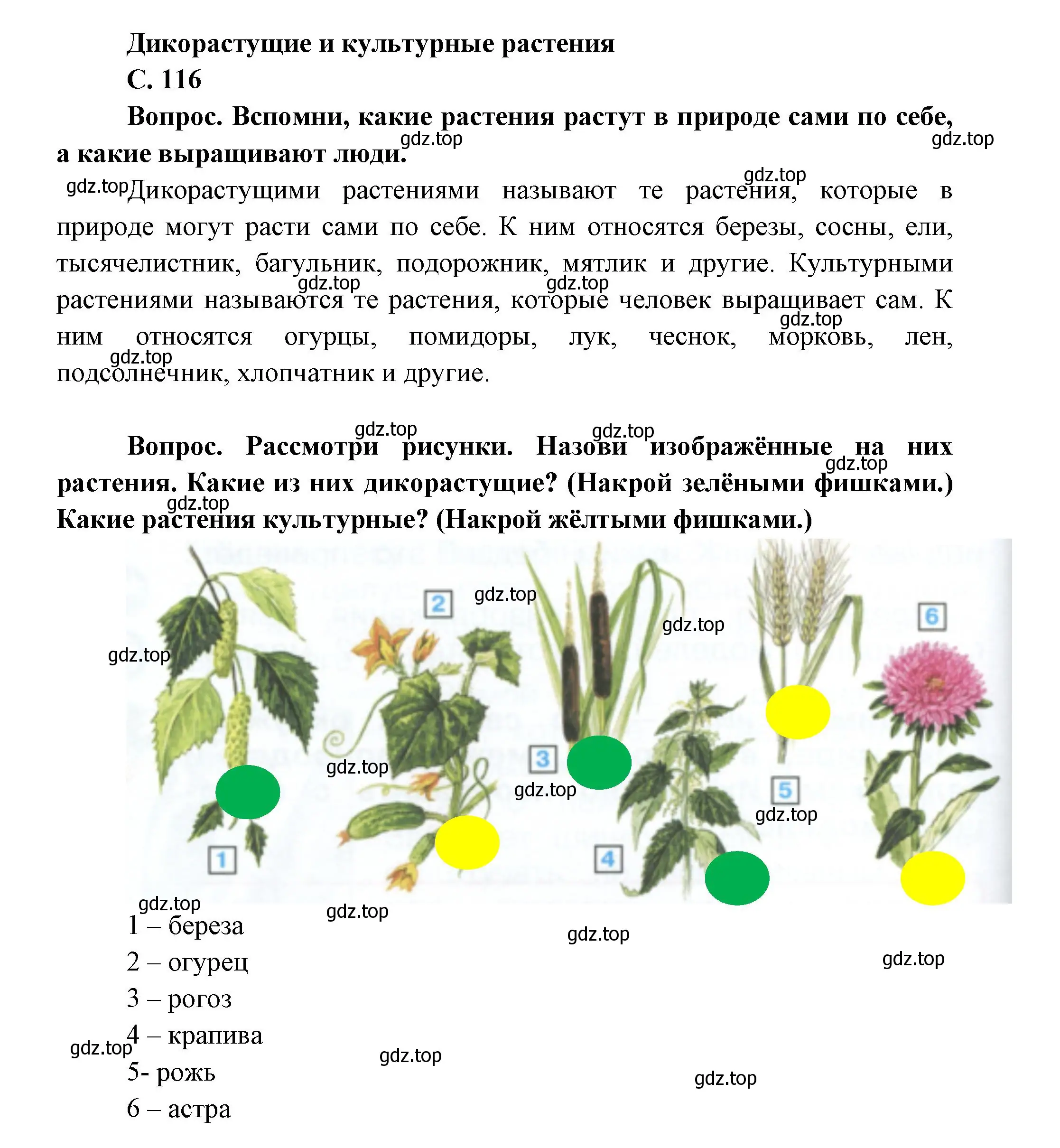 Решение номер 116 (страница 116) гдз по окружающему миру 1 класс Плешаков, учебник 1 часть