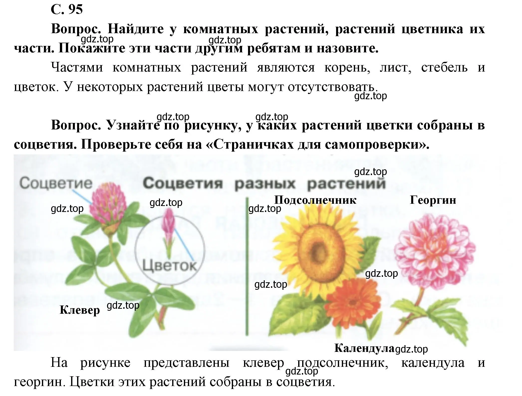 Решение номер 95 (страница 95) гдз по окружающему миру 1 класс Плешаков, учебник 1 часть