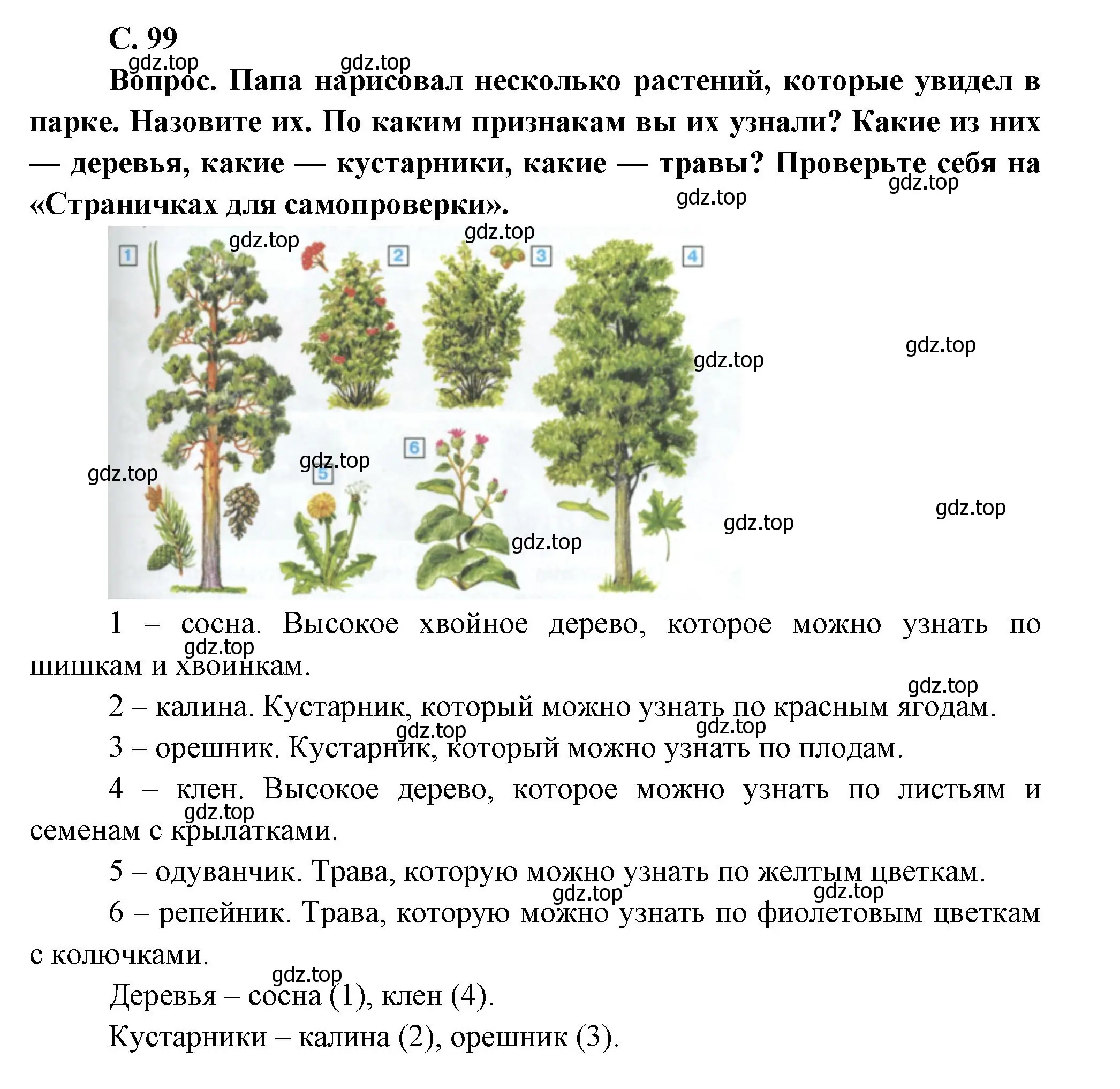 Решение номер 99 (страница 99) гдз по окружающему миру 1 класс Плешаков, учебник 1 часть