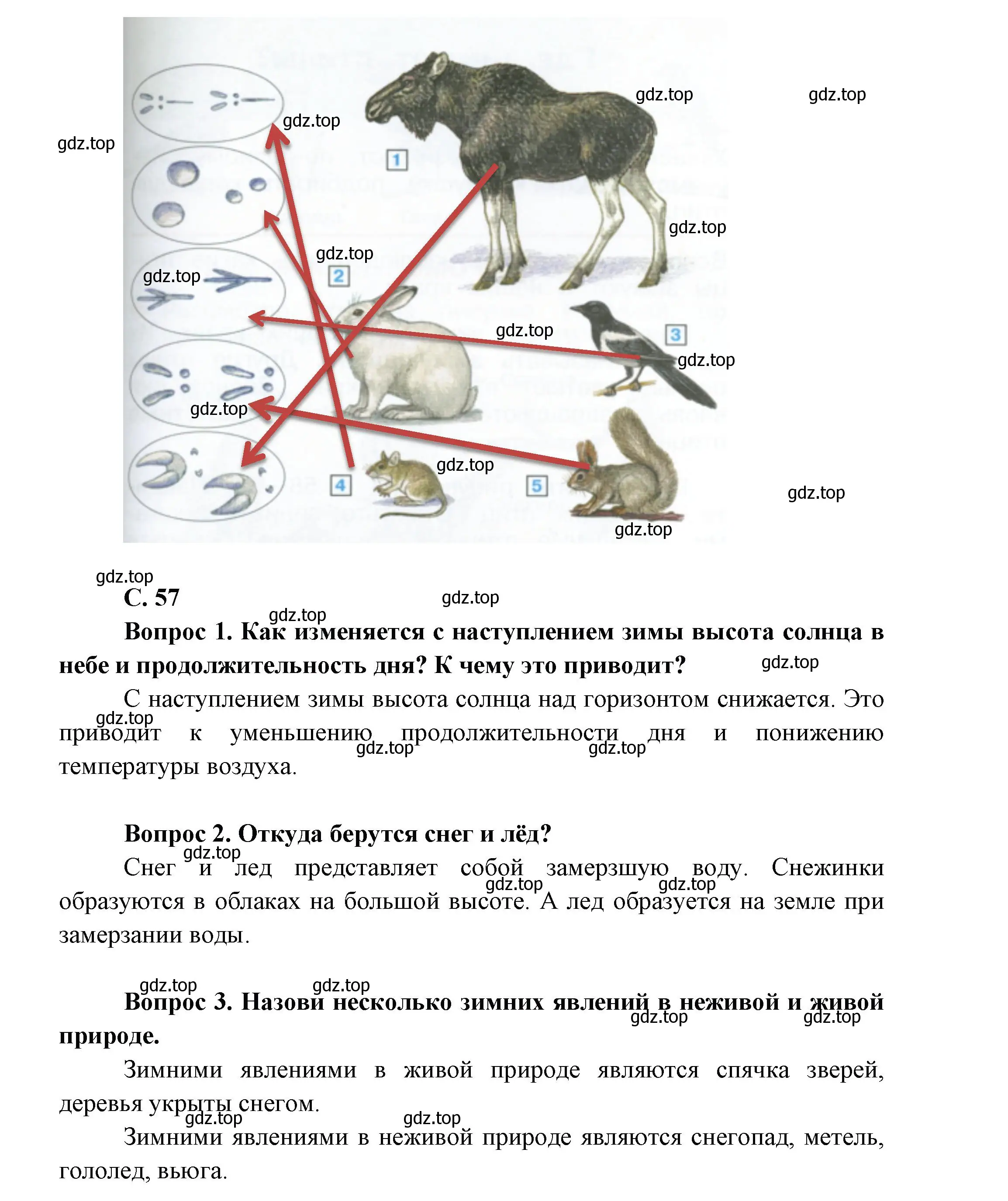 Решение номер 57 (страница 57) гдз по окружающему миру 1 класс Плешаков, учебник 2 часть