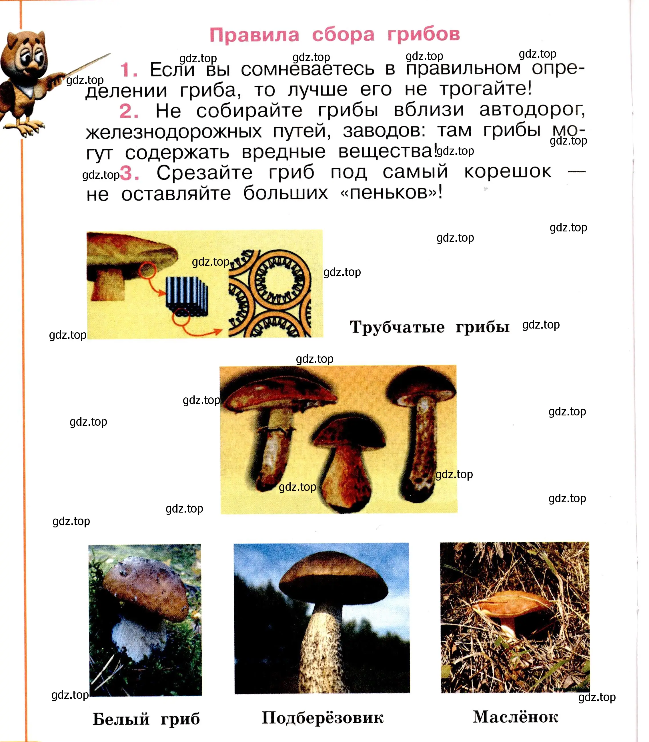 Условие номер 16 (страница 16) гдз по окружающему миру 2 класс Анастасова, Ижевский, рабочая тетрадь