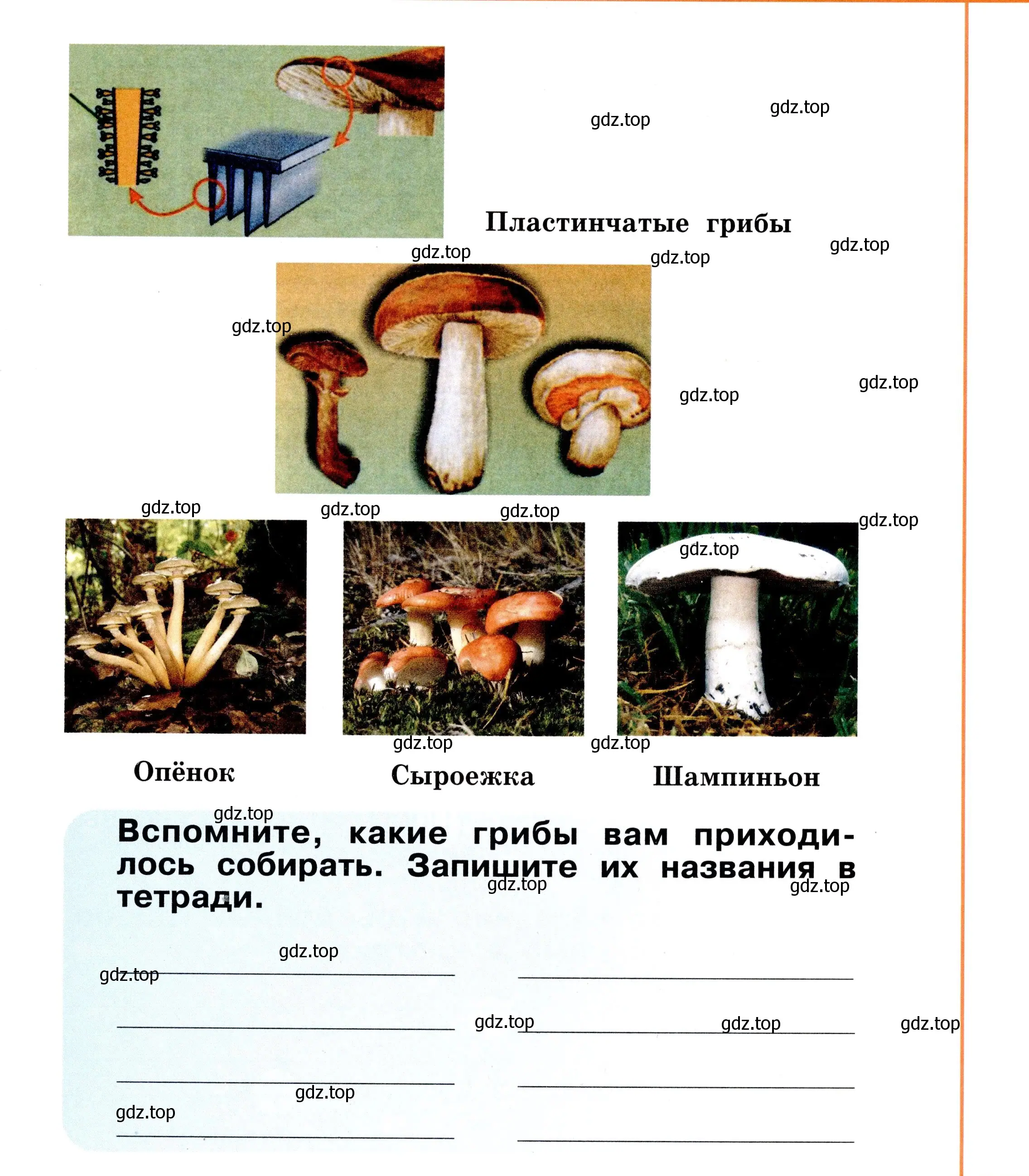 Условие номер 17 (страница 17) гдз по окружающему миру 2 класс Анастасова, Ижевский, рабочая тетрадь