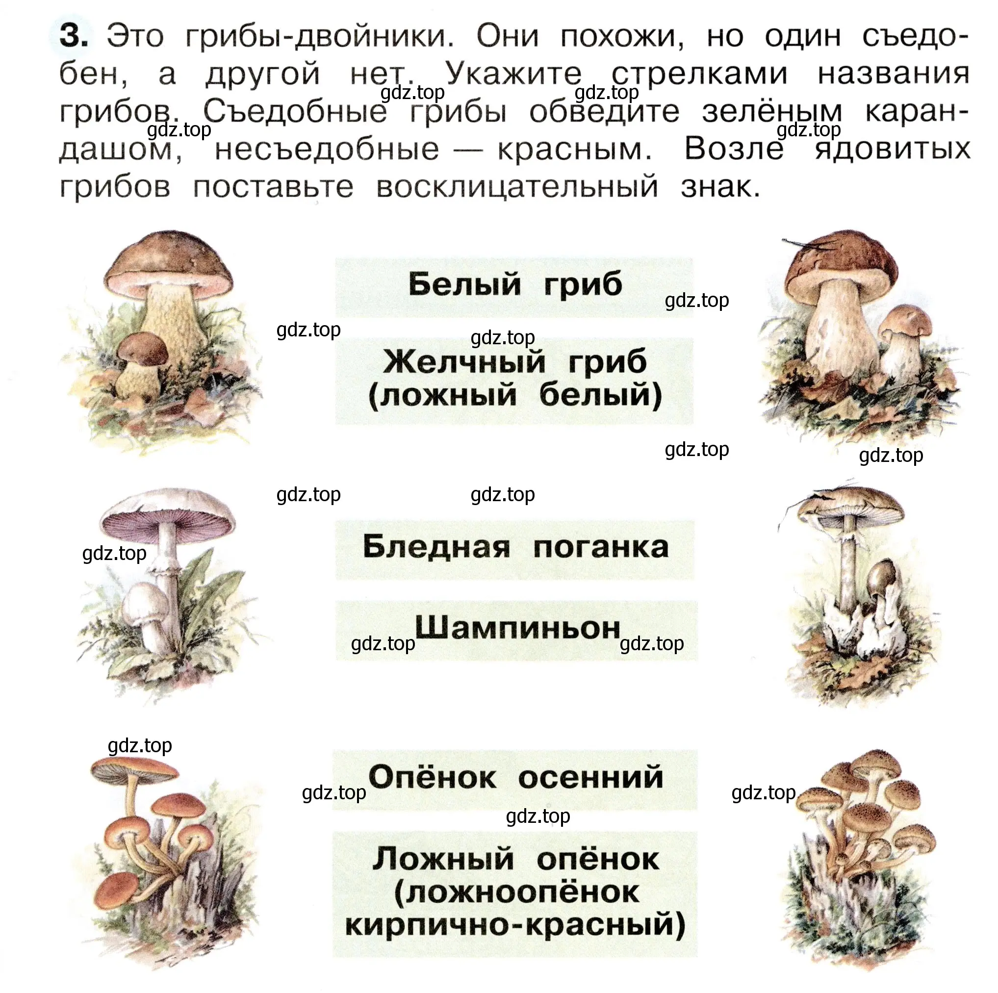 Условие номер 3 (страница 53) гдз по окружающему миру 2 класс Плешаков, Новицкая, рабочая тетрадь 1 часть