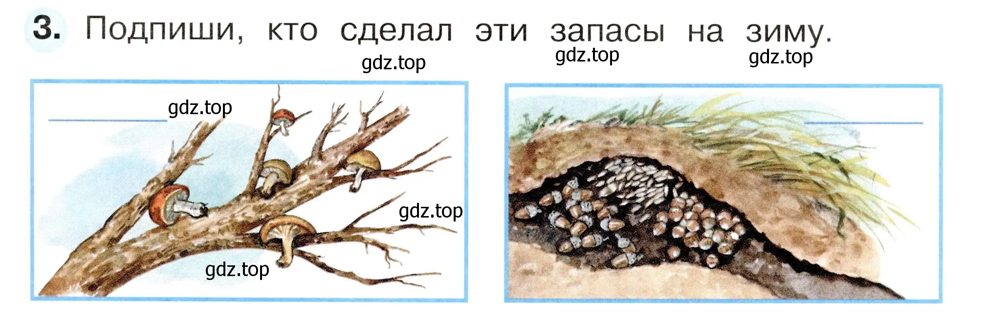 Условие номер 3 (страница 59) гдз по окружающему миру 2 класс Плешаков, Новицкая, рабочая тетрадь 1 часть