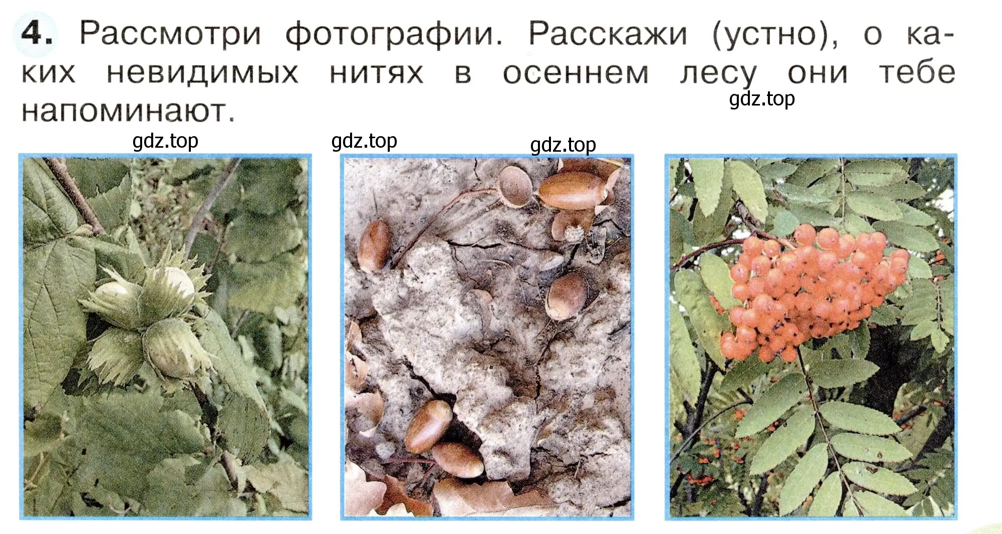 Условие номер 4 (страница 61) гдз по окружающему миру 2 класс Плешаков, Новицкая, рабочая тетрадь 1 часть