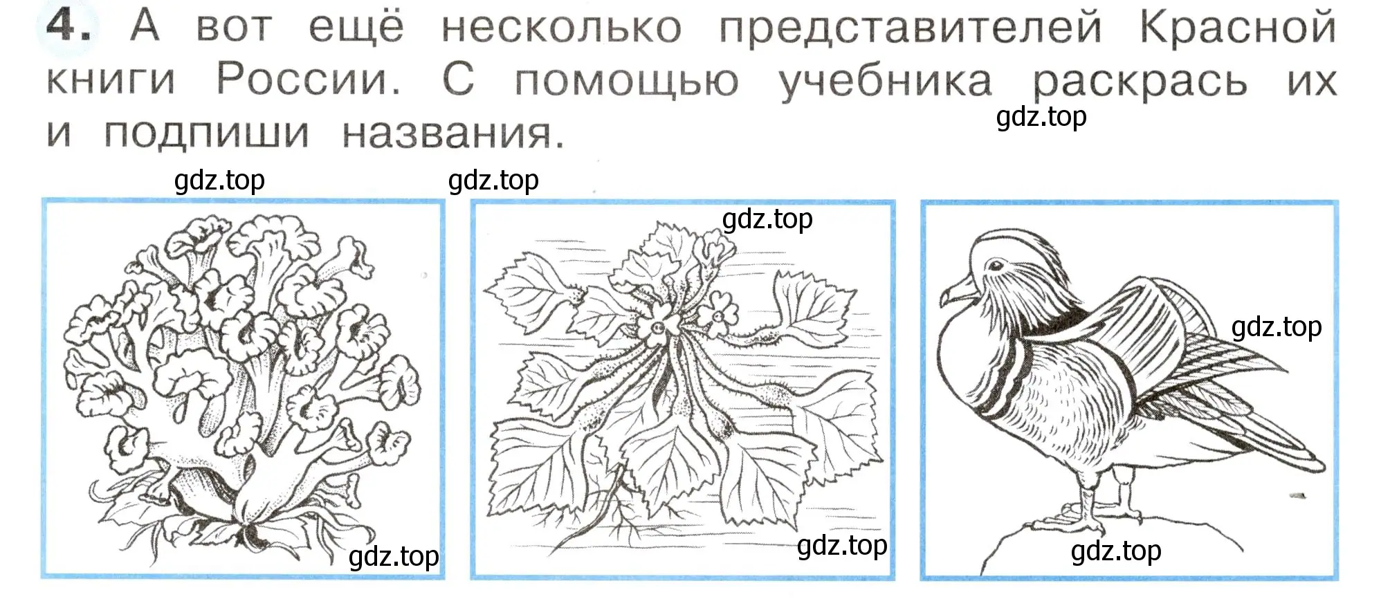 Условие номер 4 (страница 69) гдз по окружающему миру 2 класс Плешаков, Новицкая, рабочая тетрадь 1 часть