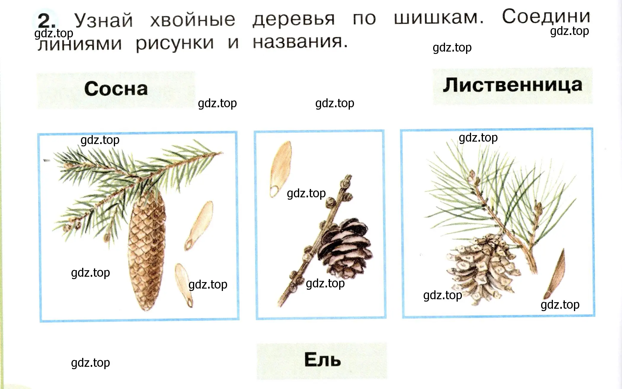 Условие номер 2 (страница 12) гдз по окружающему миру 2 класс Плешаков, Новицкая, рабочая тетрадь 2 часть