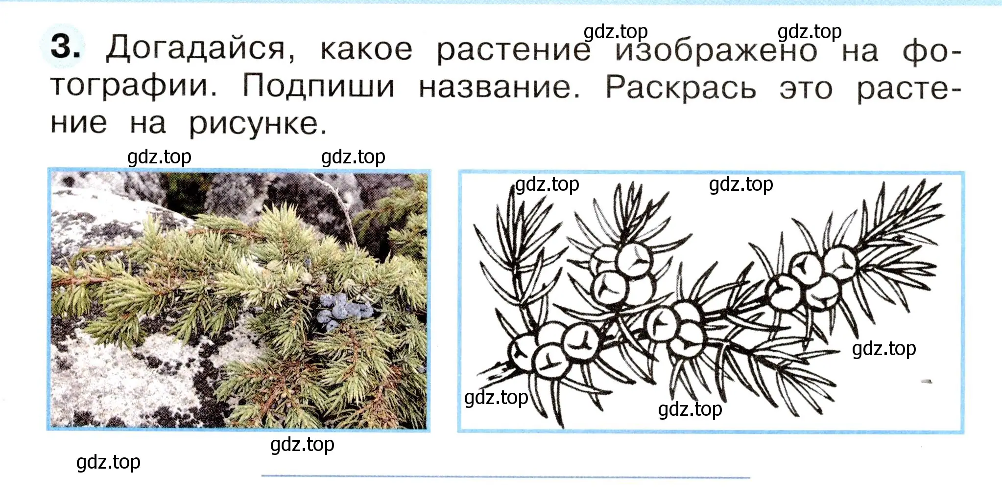 Условие номер 3 (страница 13) гдз по окружающему миру 2 класс Плешаков, Новицкая, рабочая тетрадь 2 часть