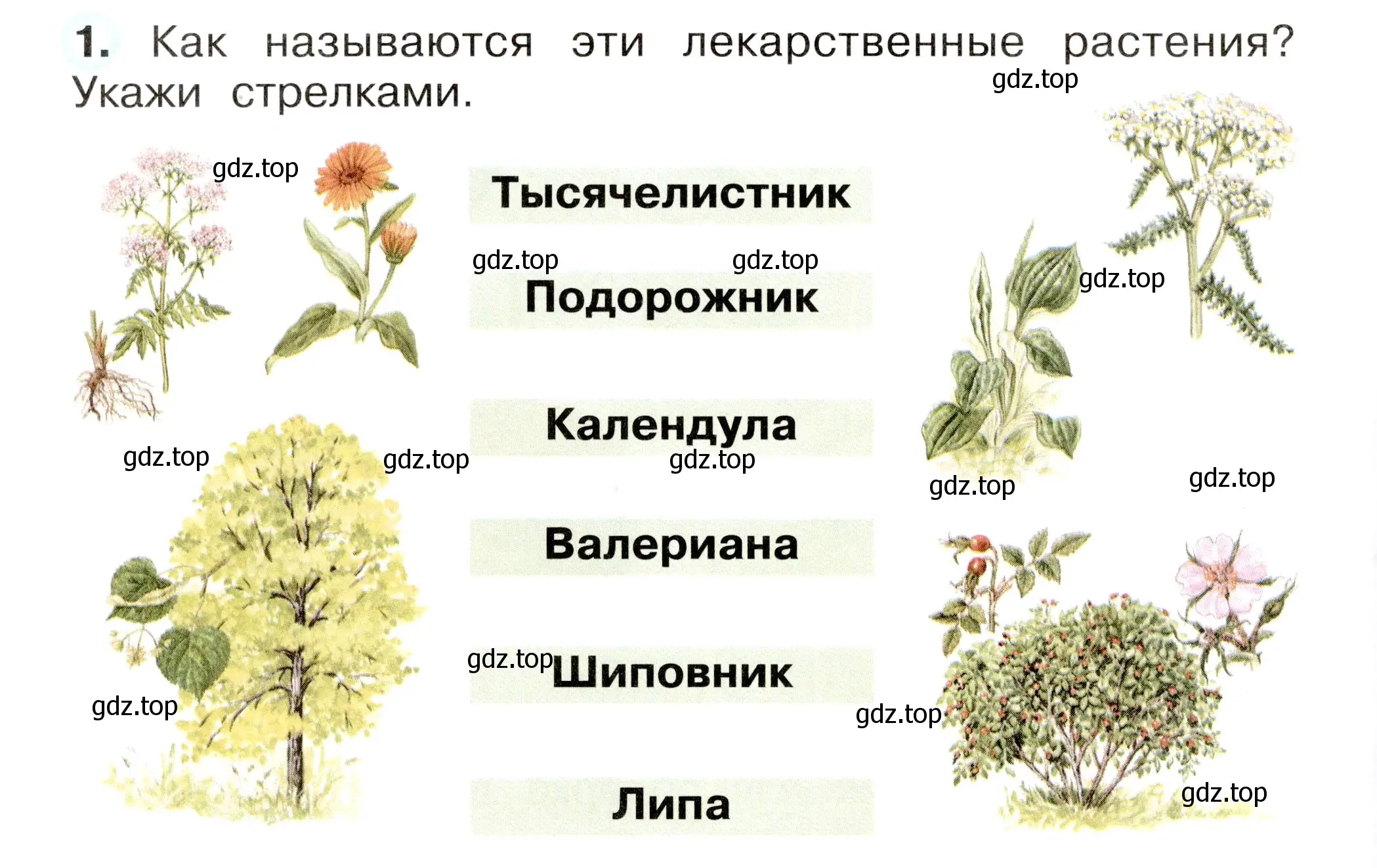 Условие номер 1 (страница 16) гдз по окружающему миру 2 класс Плешаков, Новицкая, рабочая тетрадь 2 часть