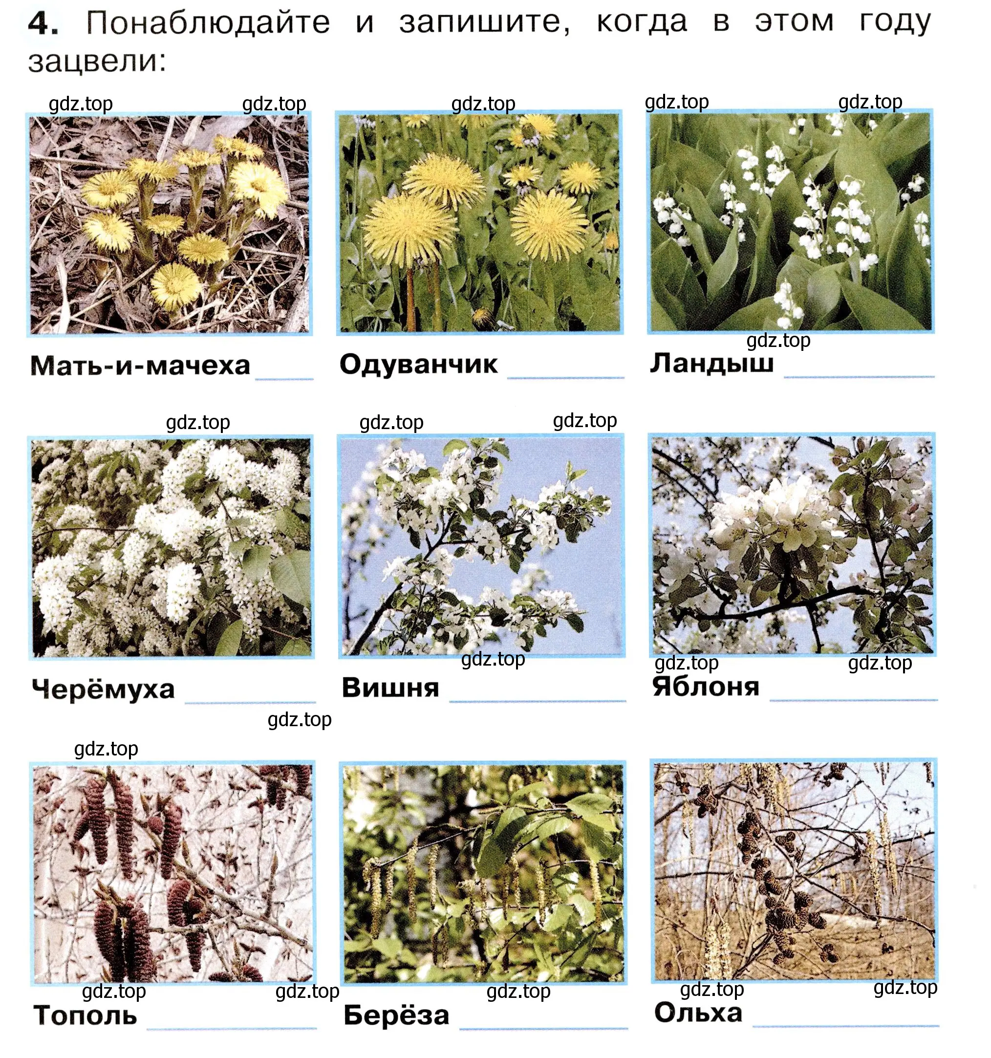 Условие номер 4 (страница 42) гдз по окружающему миру 2 класс Плешаков, Новицкая, рабочая тетрадь 2 часть