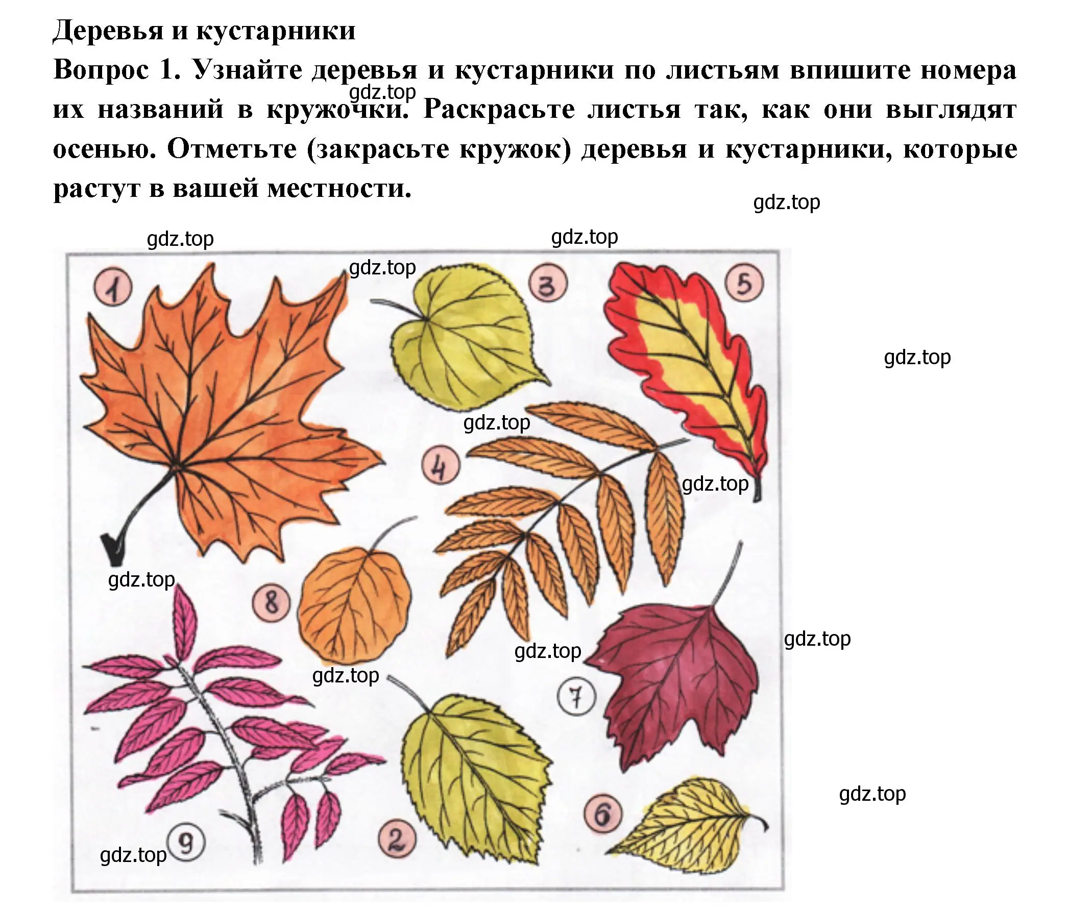 Решение номер 1 (страница 48) гдз по окружающему миру 2 класс Плешаков, Новицкая, рабочая тетрадь 1 часть