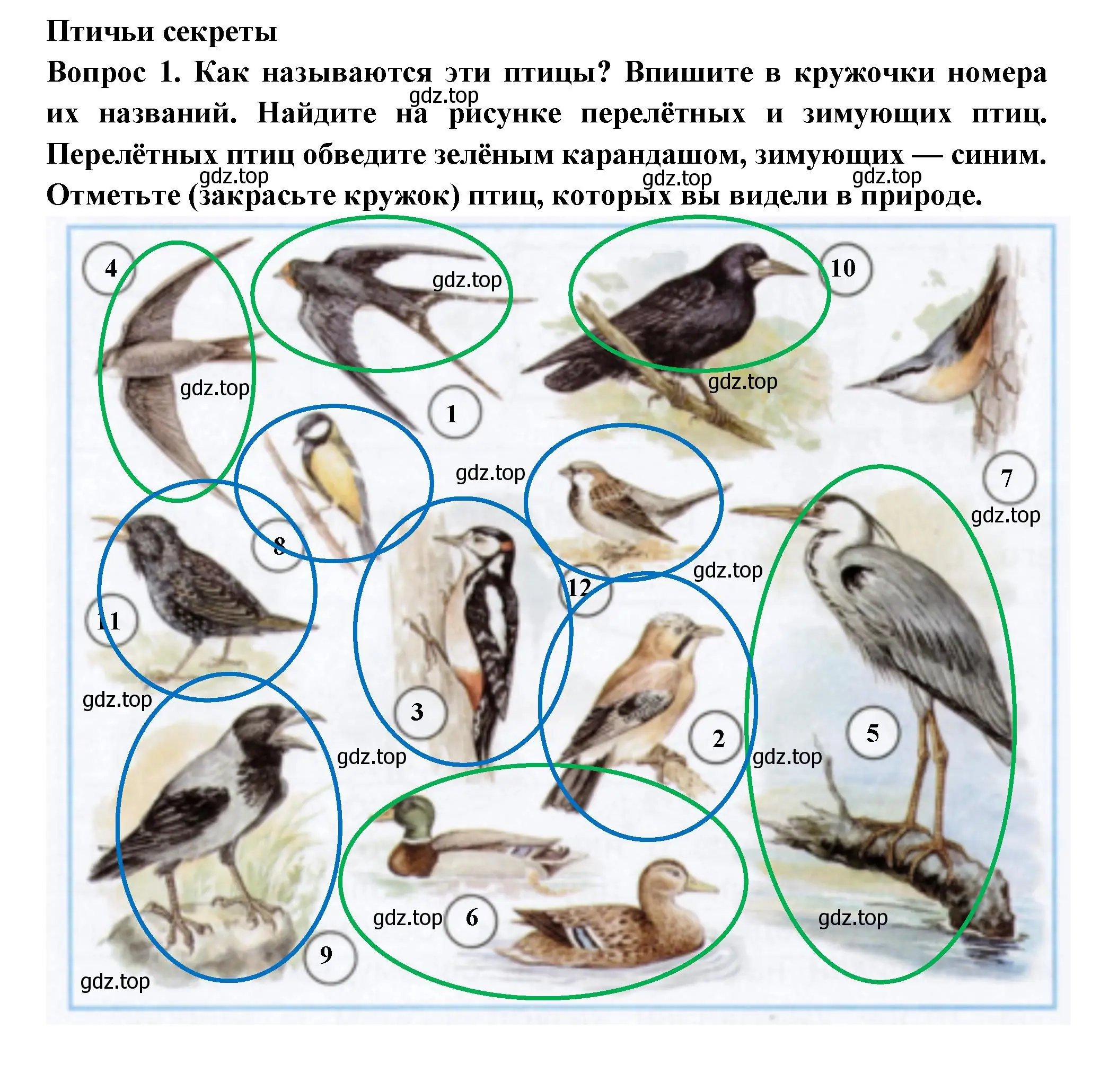 Решение номер 1 (страница 56) гдз по окружающему миру 2 класс Плешаков, Новицкая, рабочая тетрадь 1 часть