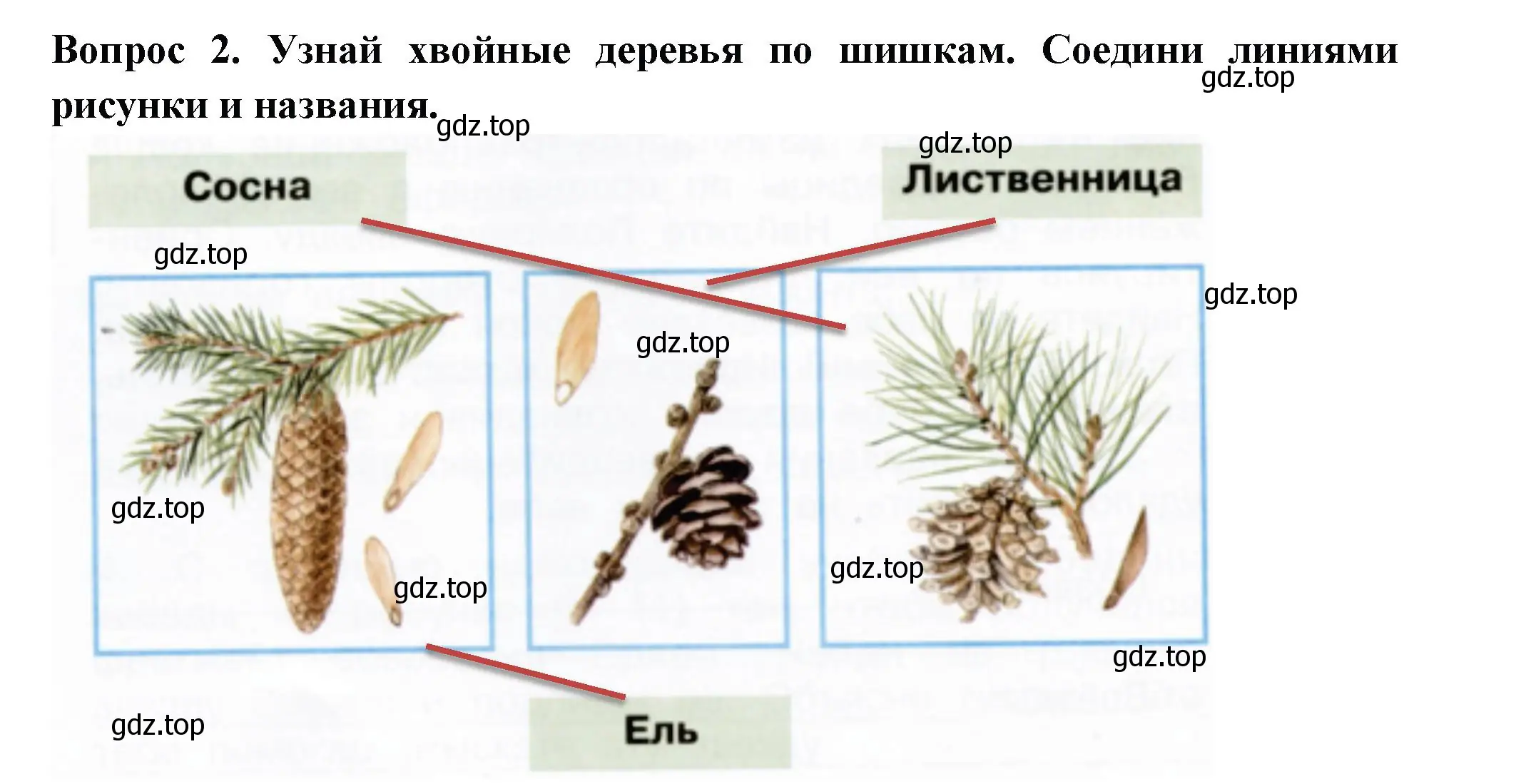 Решение номер 2 (страница 12) гдз по окружающему миру 2 класс Плешаков, Новицкая, рабочая тетрадь 2 часть