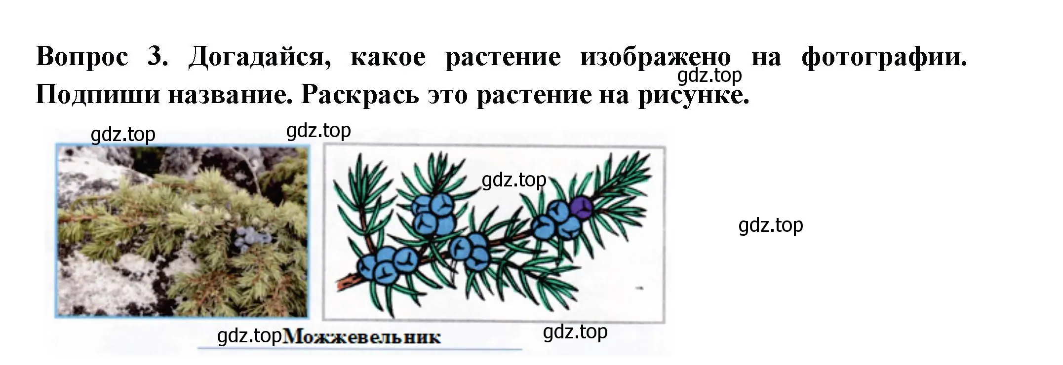 Решение номер 3 (страница 13) гдз по окружающему миру 2 класс Плешаков, Новицкая, рабочая тетрадь 2 часть