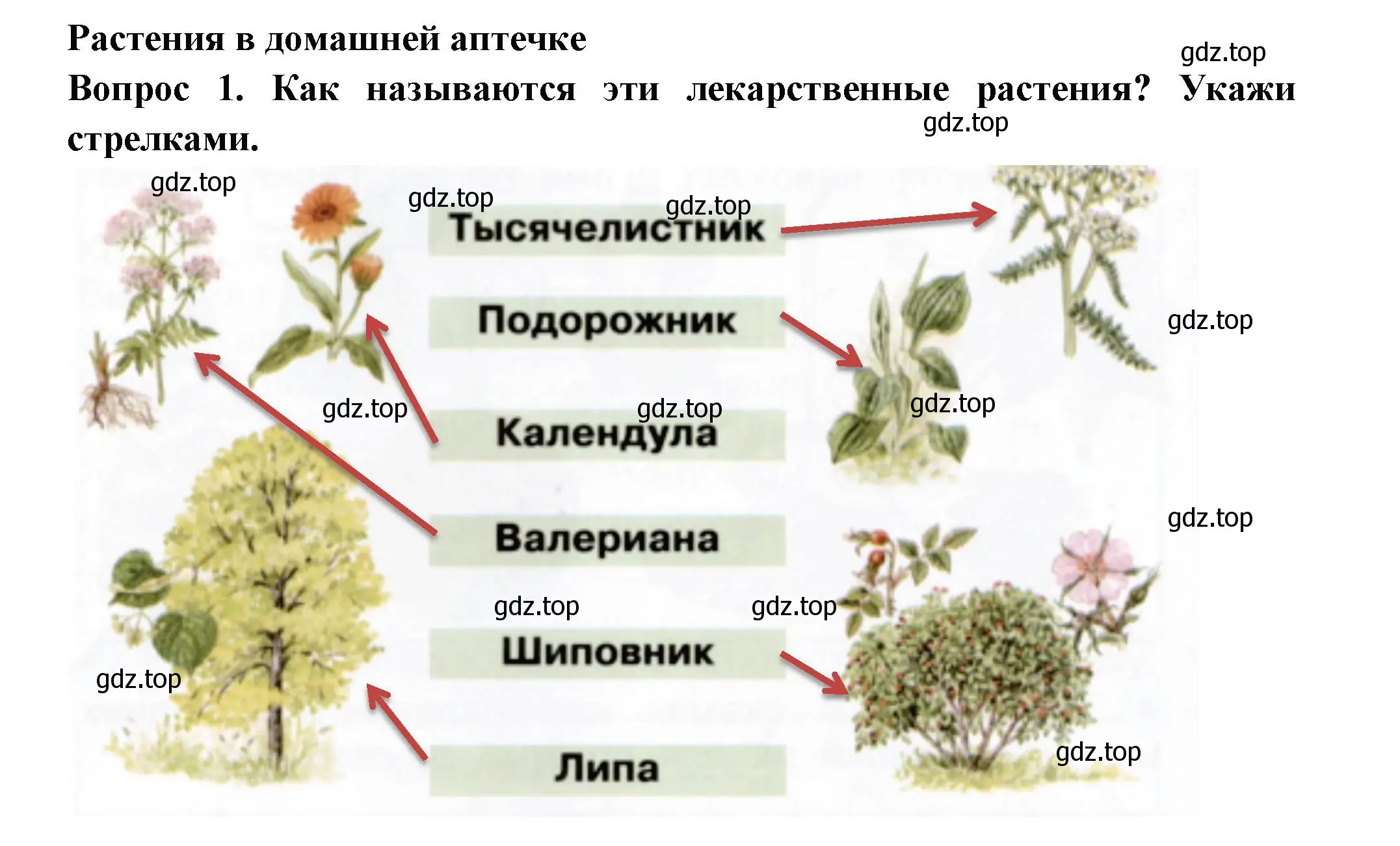 Решение номер 1 (страница 16) гдз по окружающему миру 2 класс Плешаков, Новицкая, рабочая тетрадь 2 часть