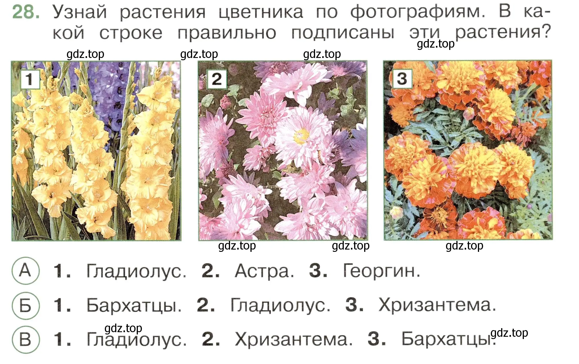 Условие номер 28 (страница 25) гдз по окружающему миру 2 класс Плешаков, Новицкая, тесты