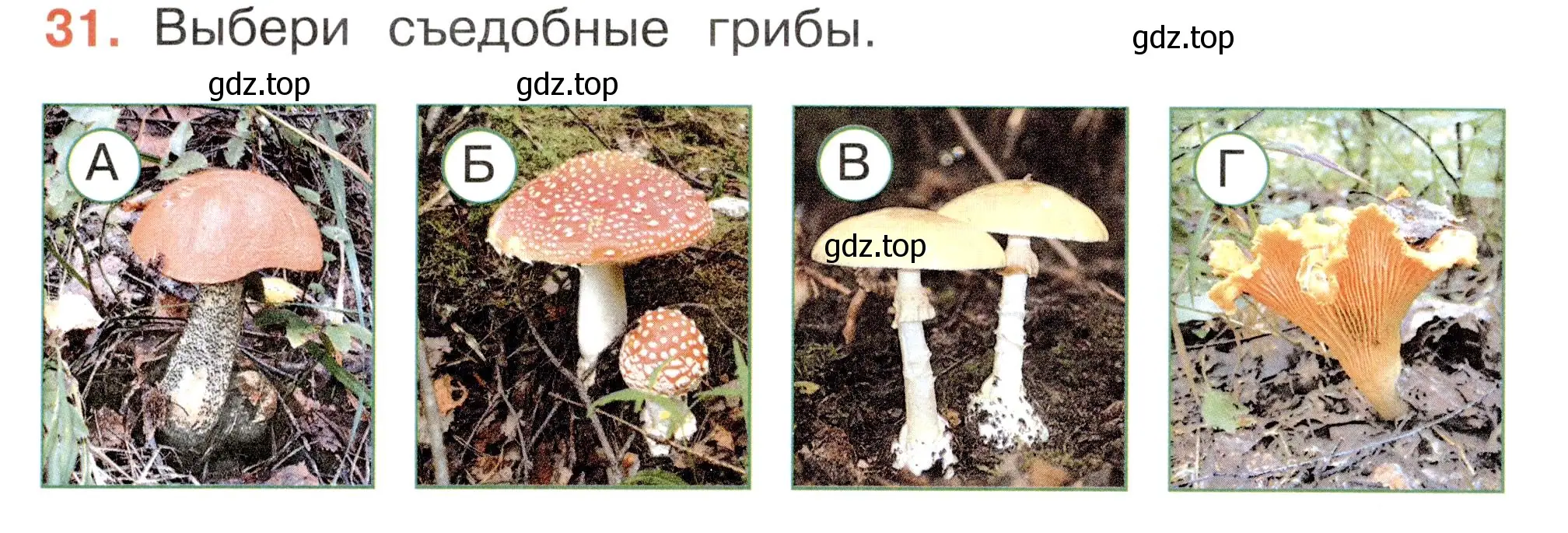 Условие номер 31 (страница 26) гдз по окружающему миру 2 класс Плешаков, Новицкая, тесты