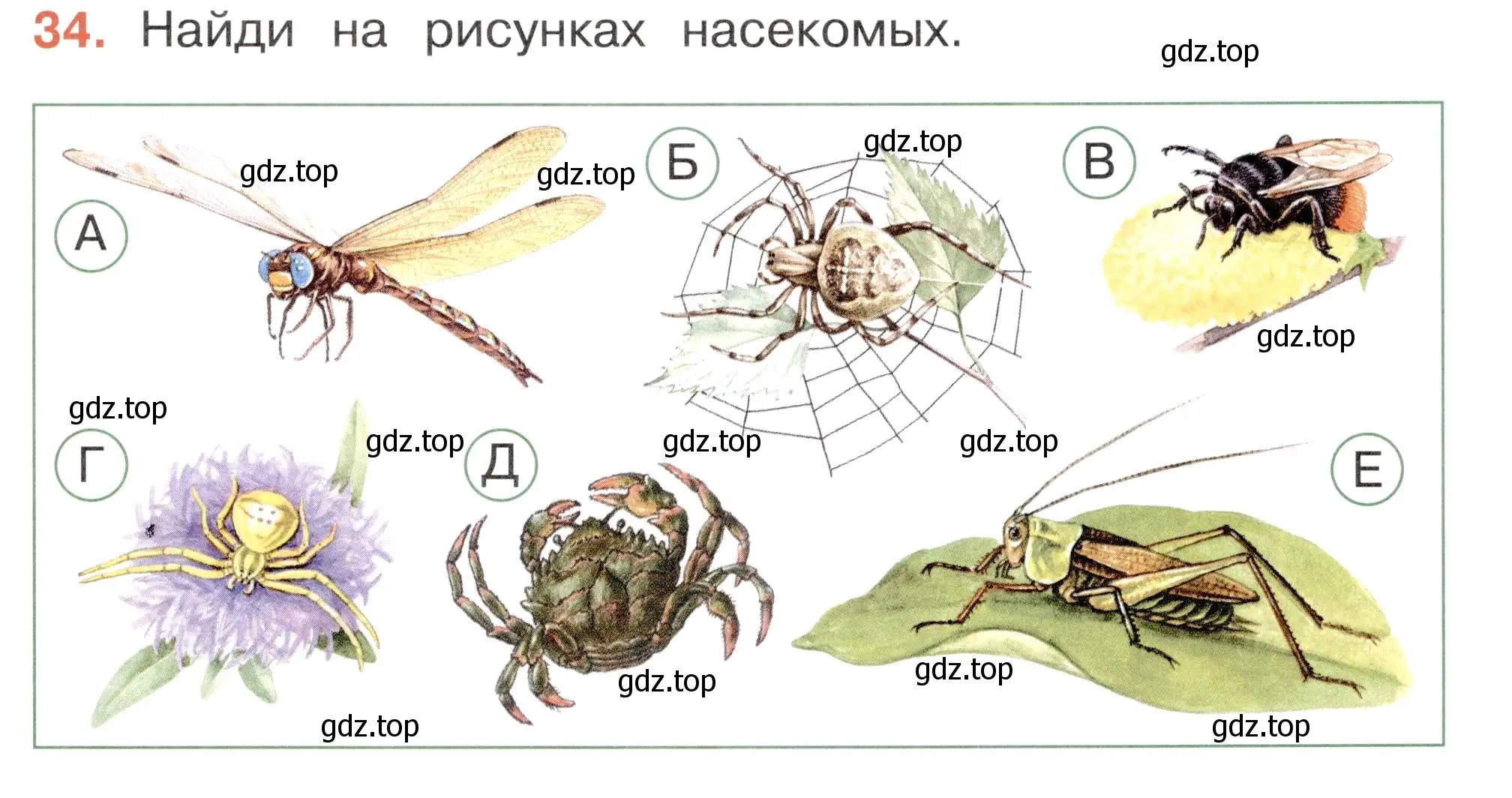 Условие номер 34 (страница 27) гдз по окружающему миру 2 класс Плешаков, Новицкая, тесты