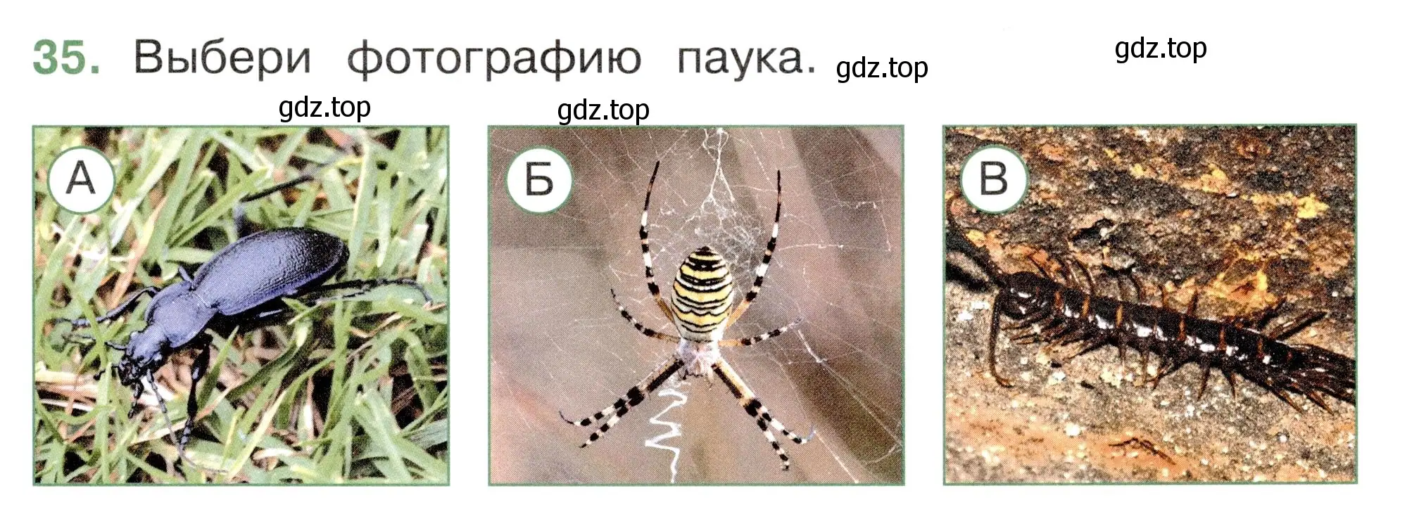 Условие номер 35 (страница 27) гдз по окружающему миру 2 класс Плешаков, Новицкая, тесты