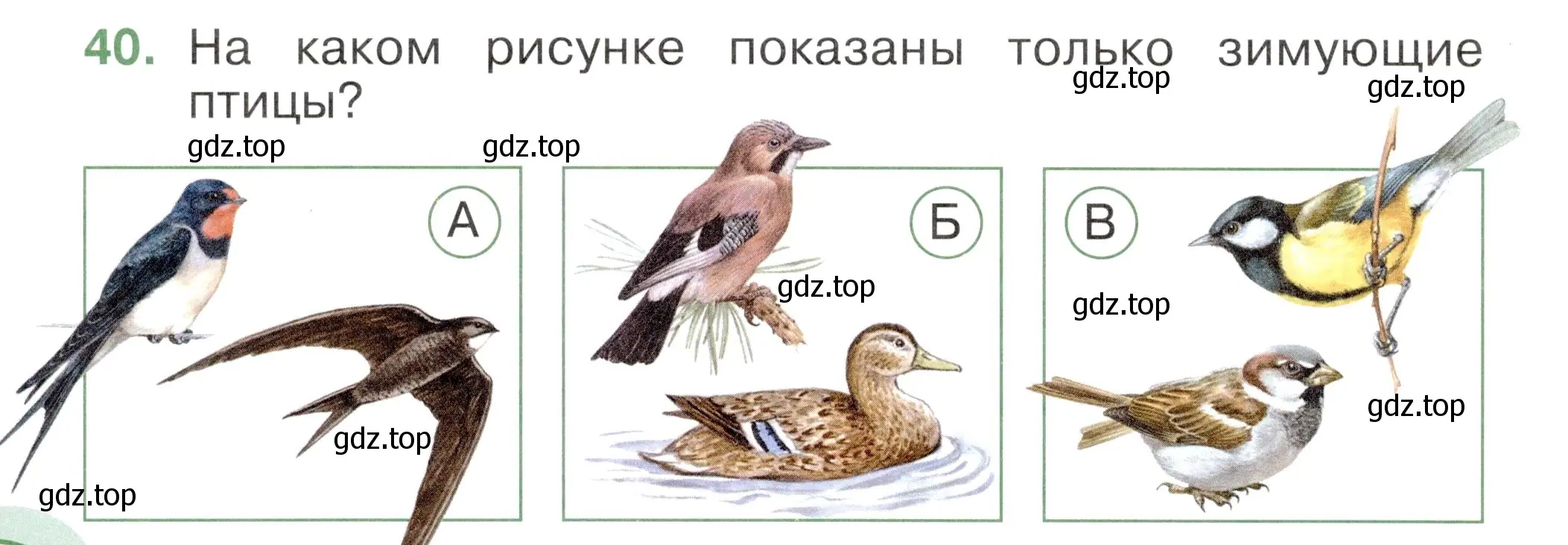 Условие номер 40 (страница 28) гдз по окружающему миру 2 класс Плешаков, Новицкая, тесты