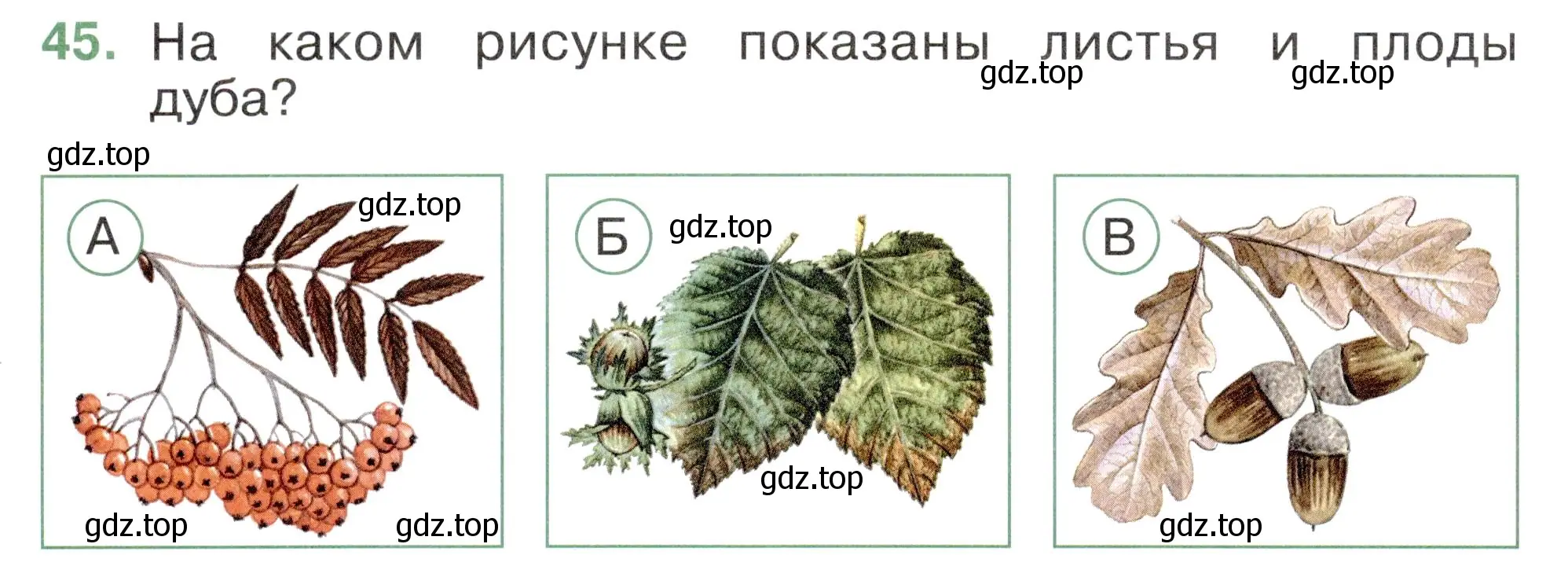 Условие номер 45 (страница 30) гдз по окружающему миру 2 класс Плешаков, Новицкая, тесты