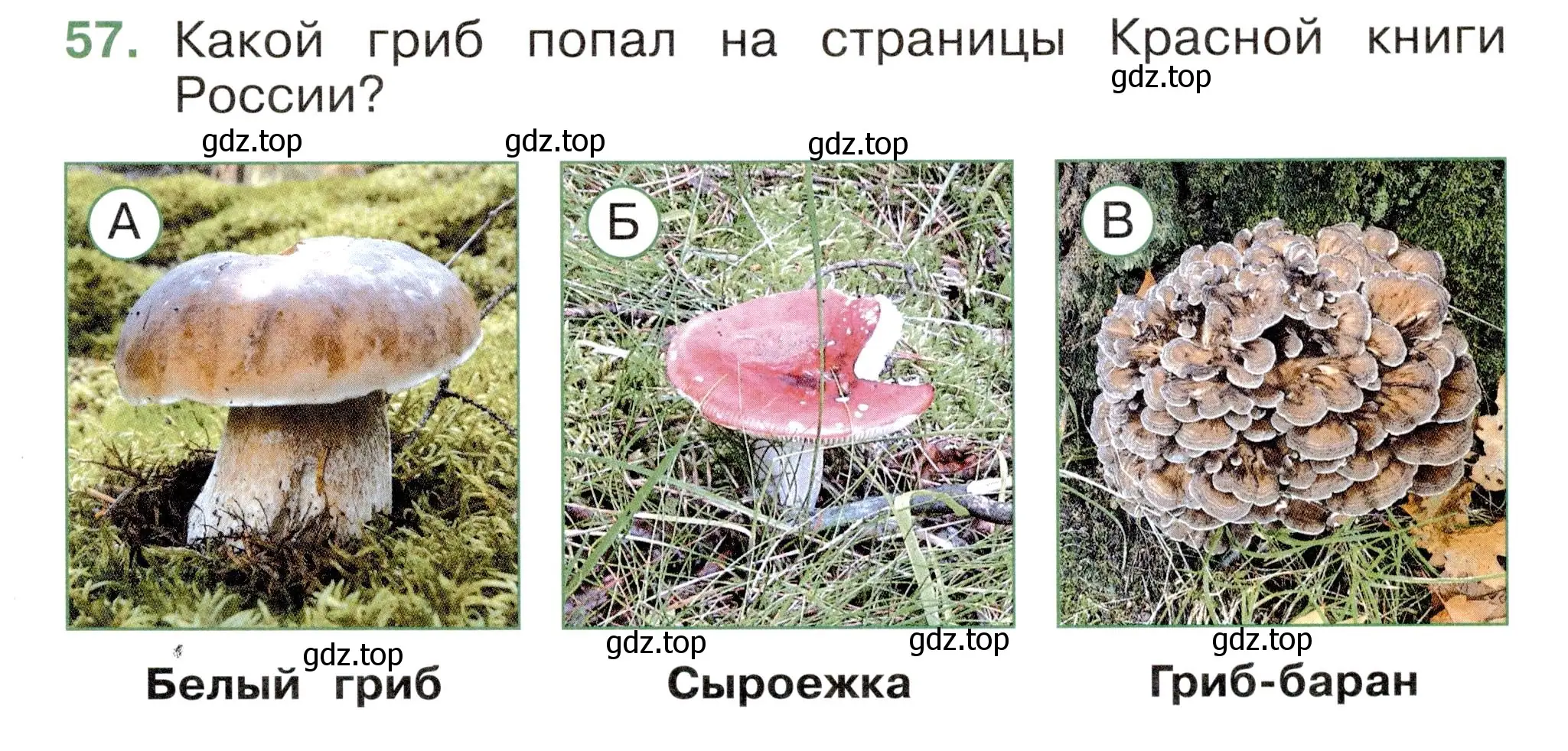 Условие номер 57 (страница 35) гдз по окружающему миру 2 класс Плешаков, Новицкая, тесты