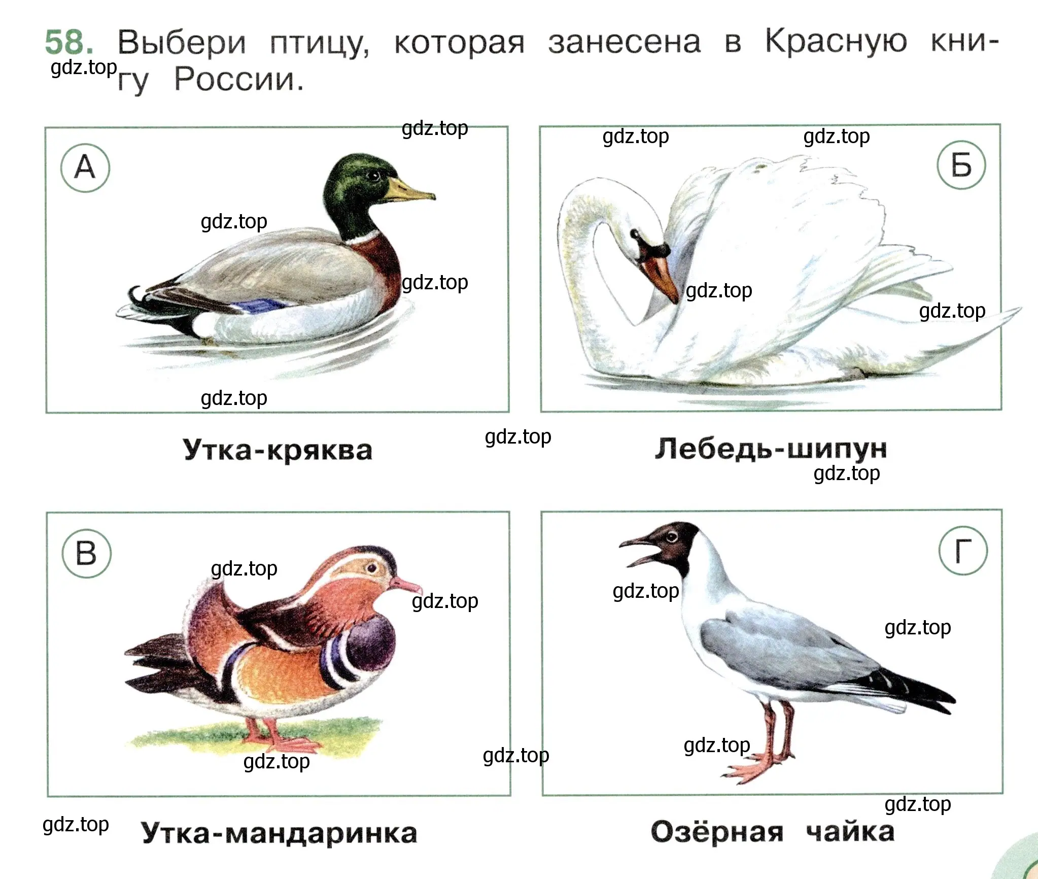 Условие номер 58 (страница 35) гдз по окружающему миру 2 класс Плешаков, Новицкая, тесты