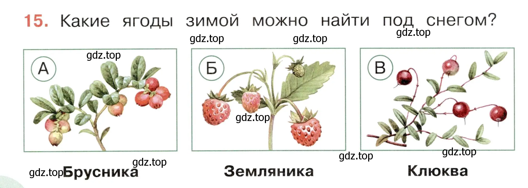 Условие номер 15 (страница 40) гдз по окружающему миру 2 класс Плешаков, Новицкая, тесты