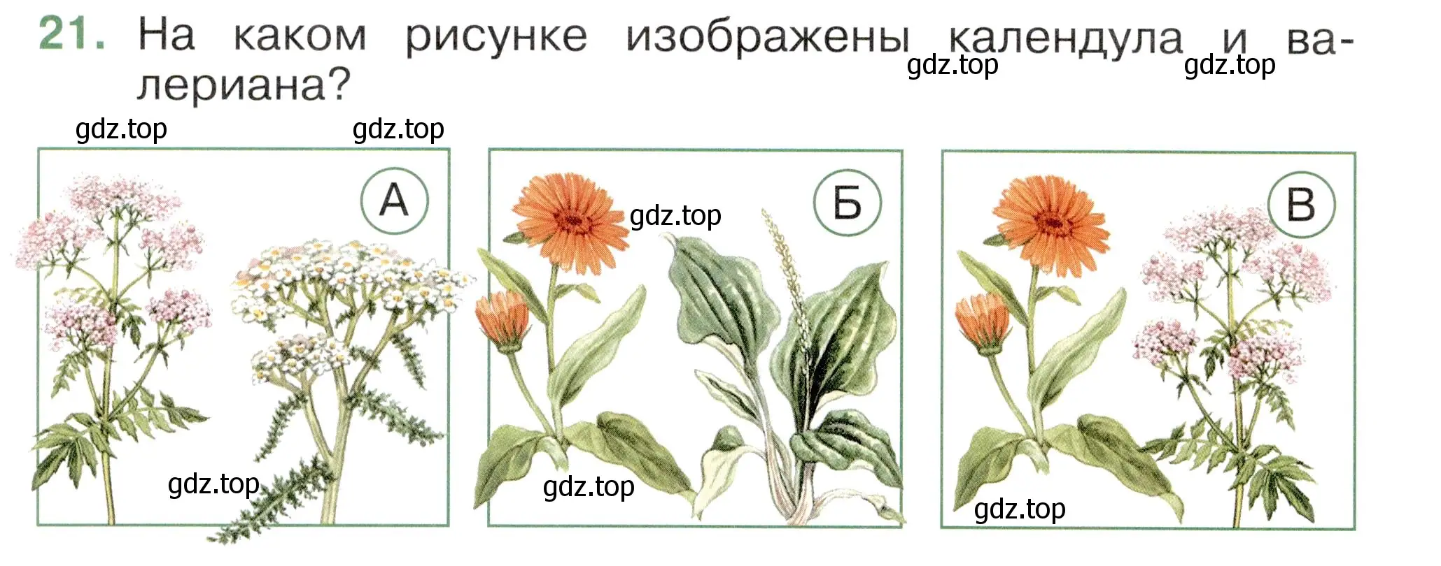 Условие номер 21 (страница 44) гдз по окружающему миру 2 класс Плешаков, Новицкая, тесты